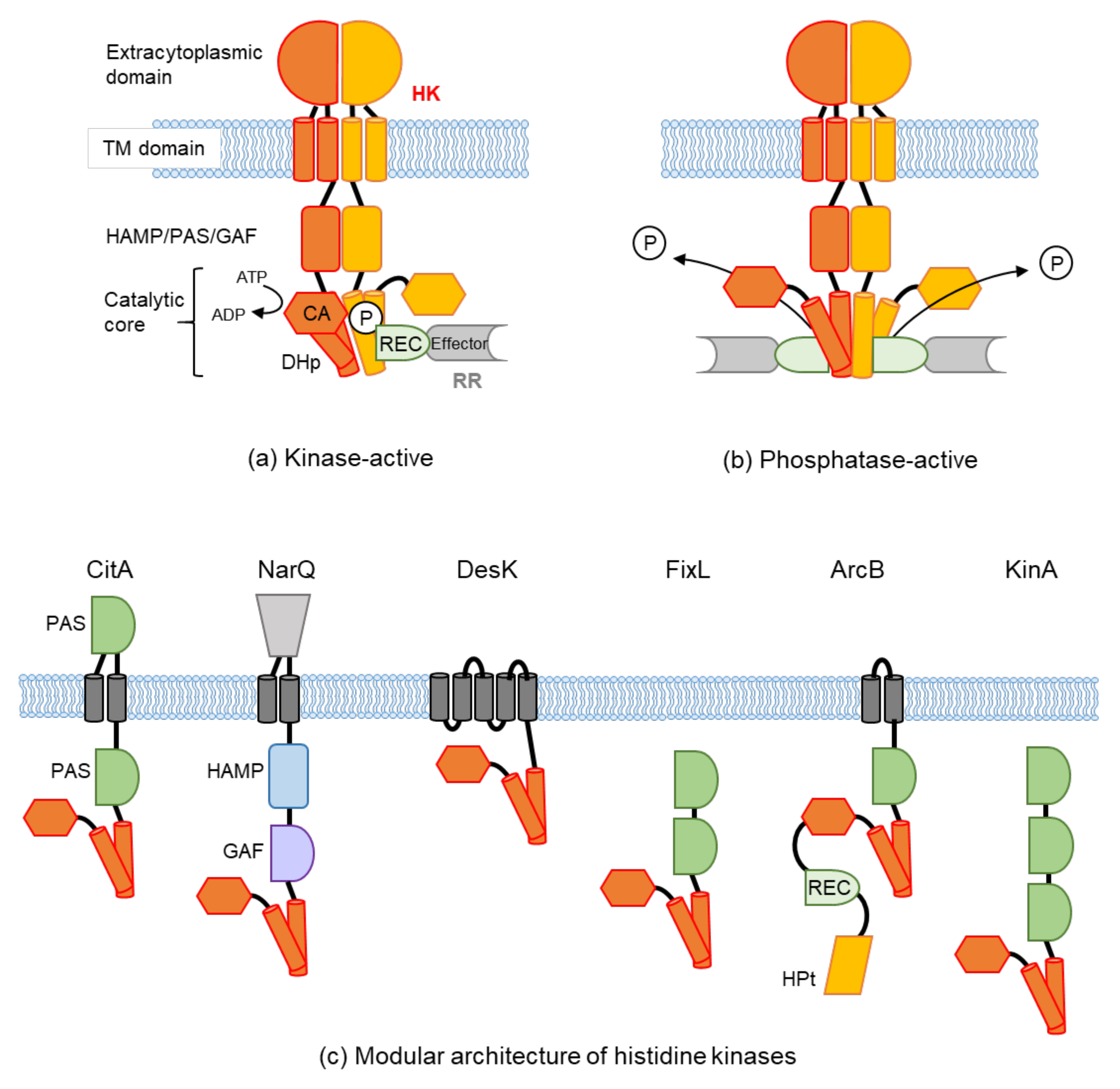 Transcriptional control of aspartate kinase expression during
