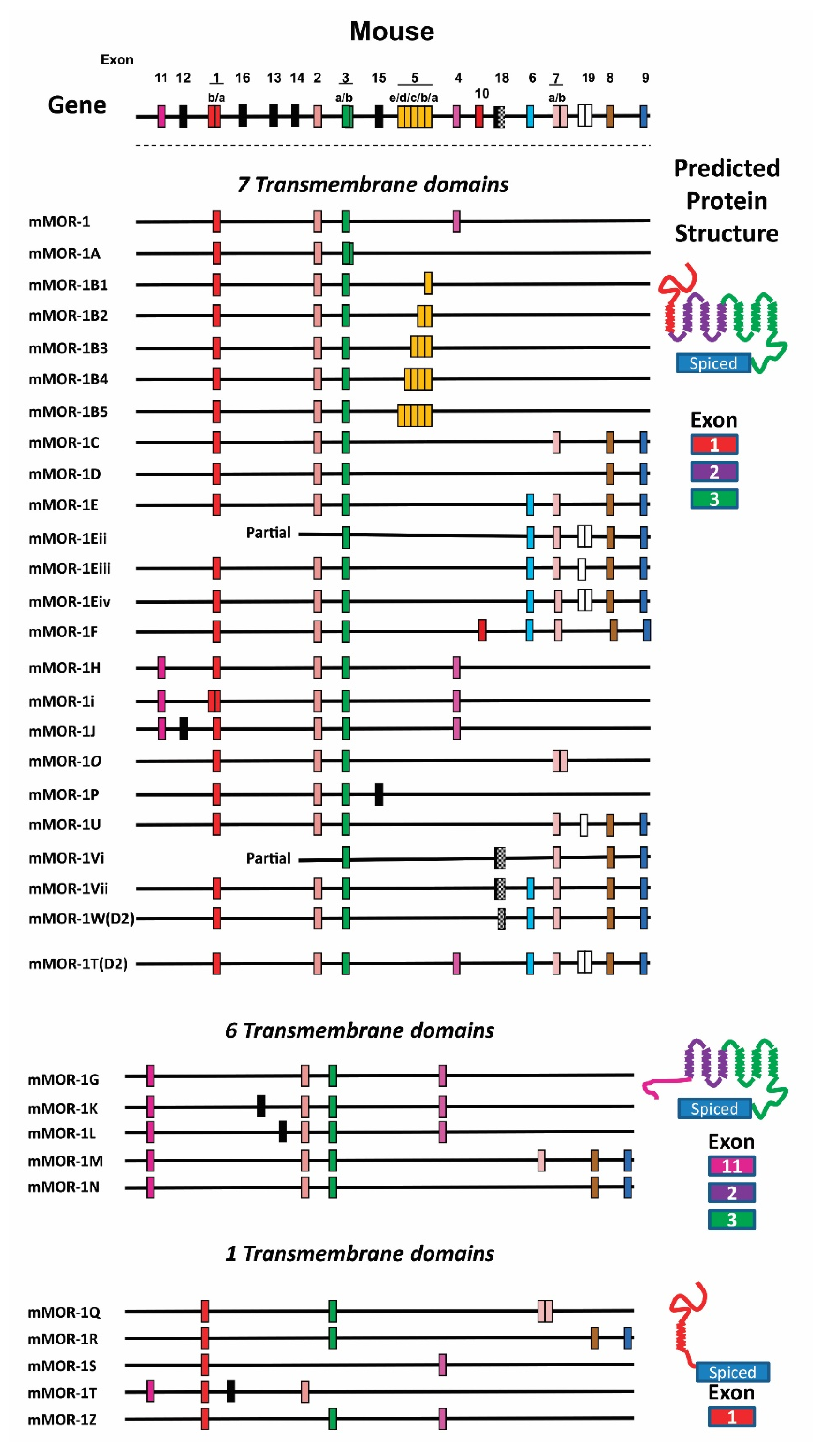 Biomolecules 11 01525 g002