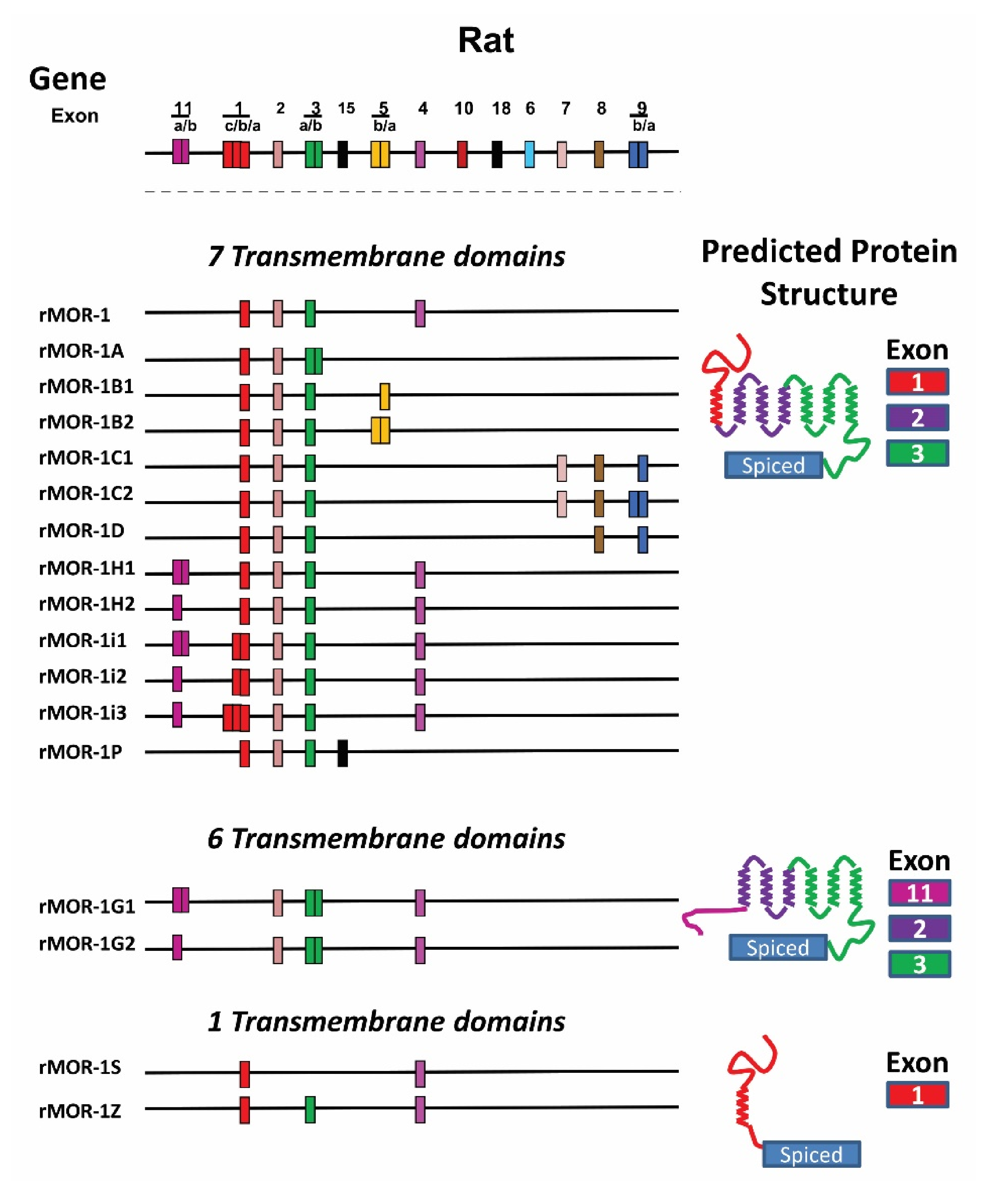 Biomolecules | Free Full-Text | Alternative Pre-mRNA Splicing of 