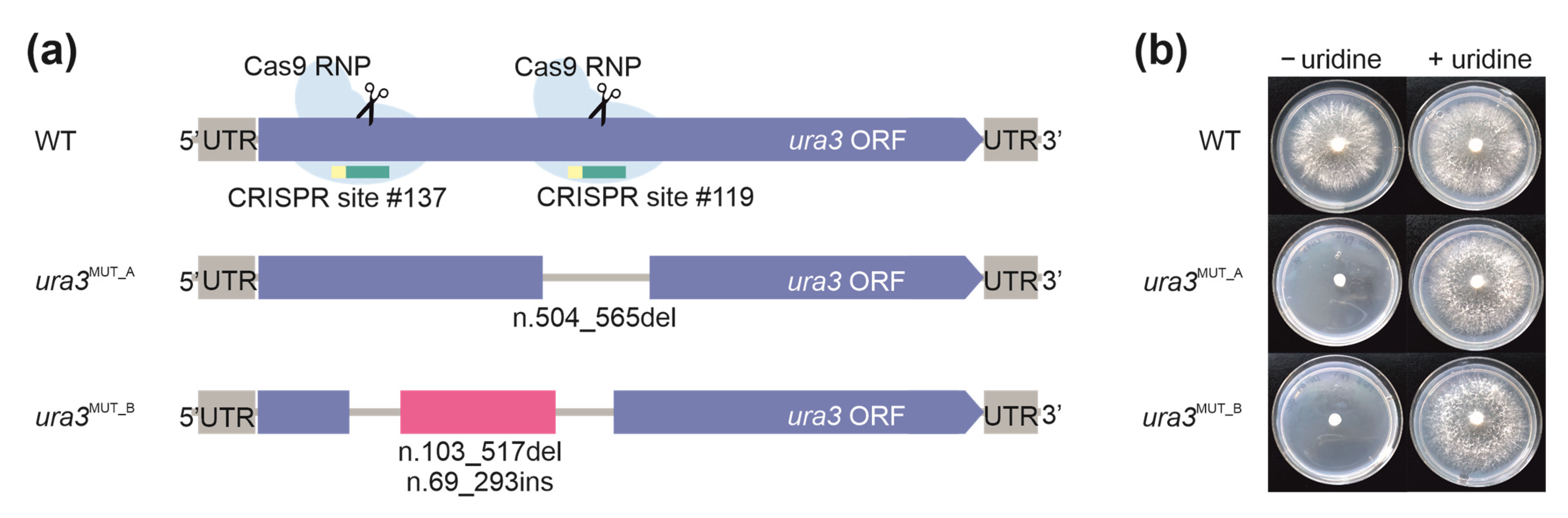 Biomolecules 11 01526 g002