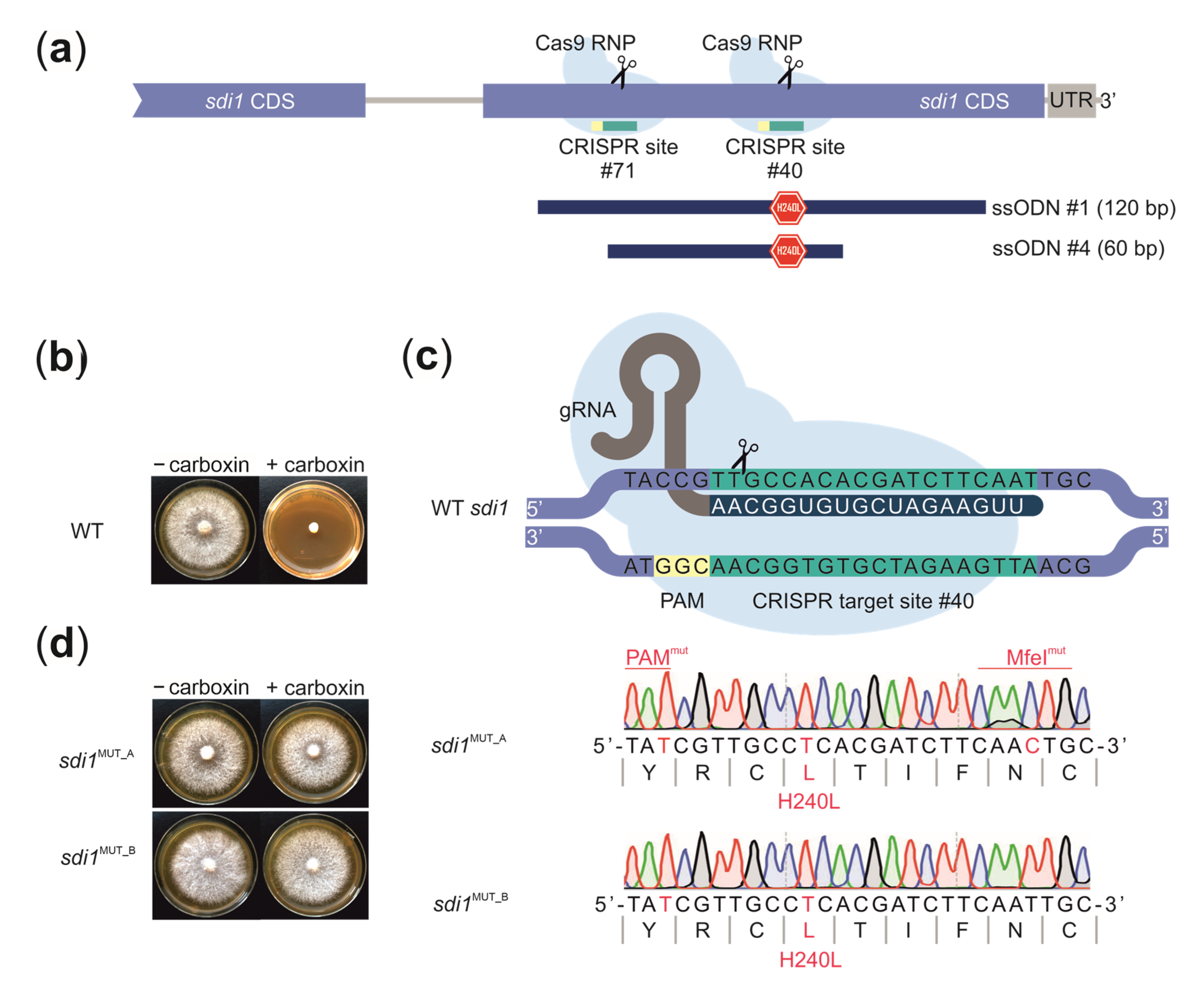 Biomolecules 11 01526 g003