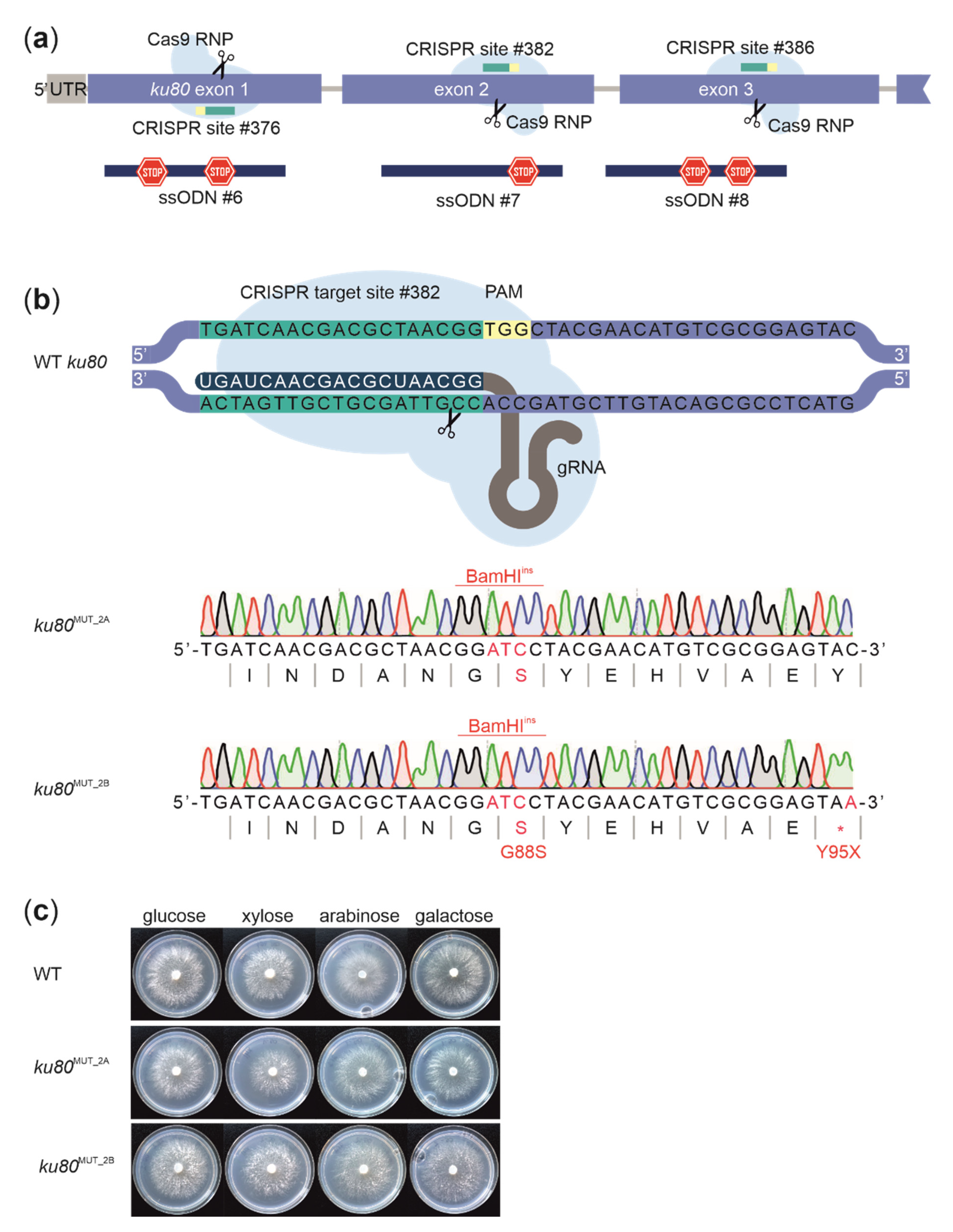 Biomolecules 11 01526 g004