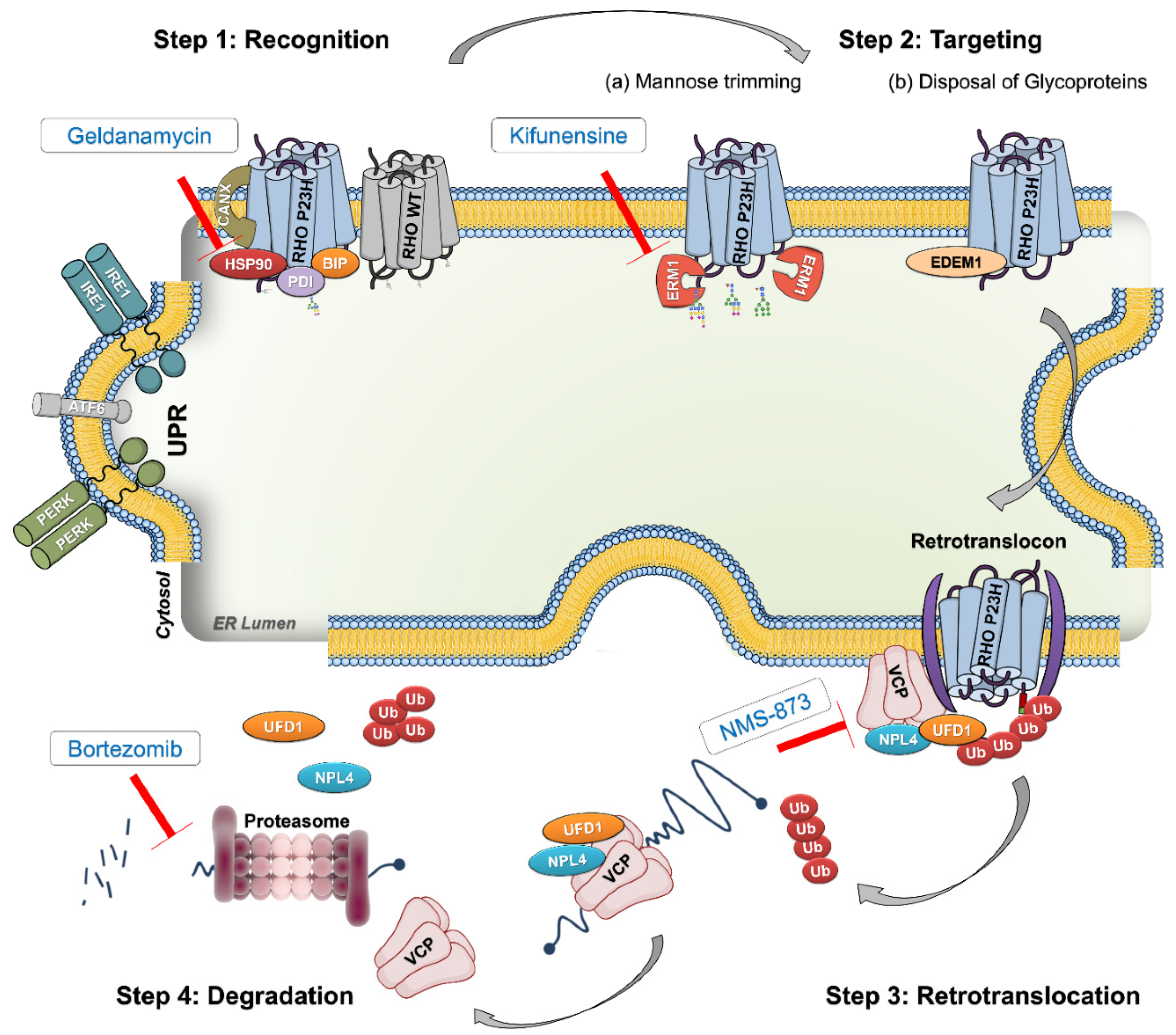 Biomolecules 11 01528 g001