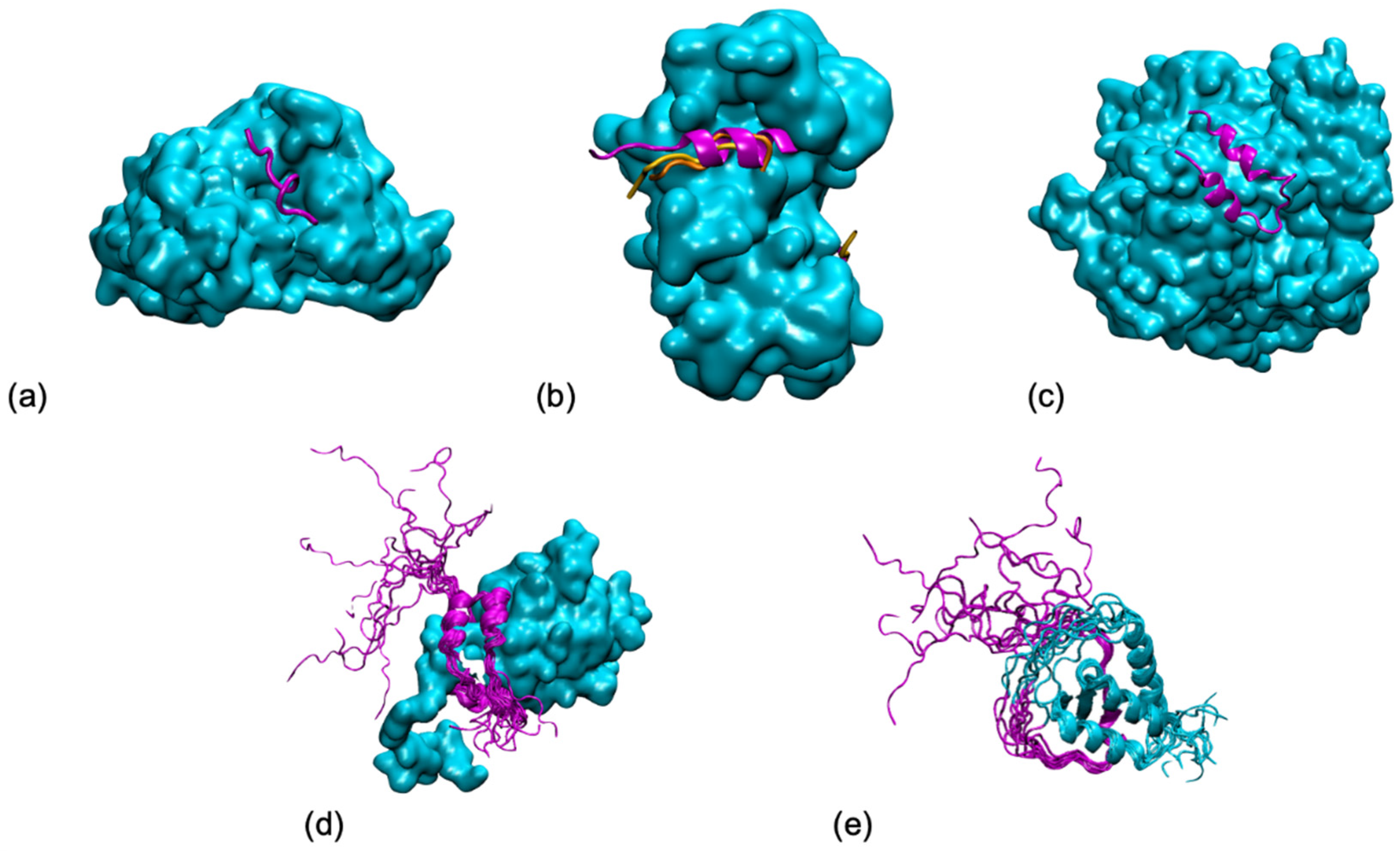 Biomolecules | Free Full-Text | Order Meets Disorder: Modeling and Function of the Protein Interface in Fuzzy Complexes | HTML