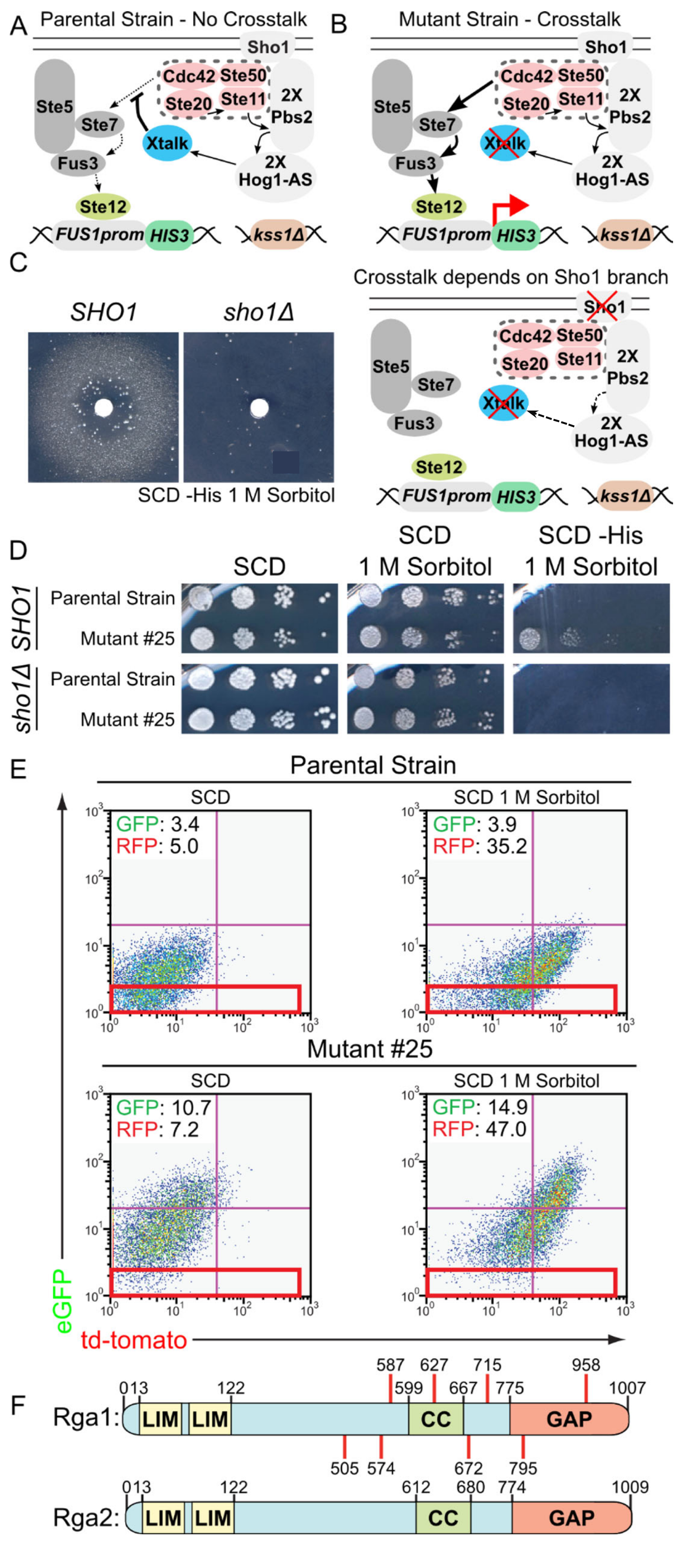 Cdc42-Specific GTPase-Activating Protein Rga1 Squelches Crosstalk between  the High-Osmolarity Glycerol (HOG) and Mating Pheromone Response MAPK  Pathways