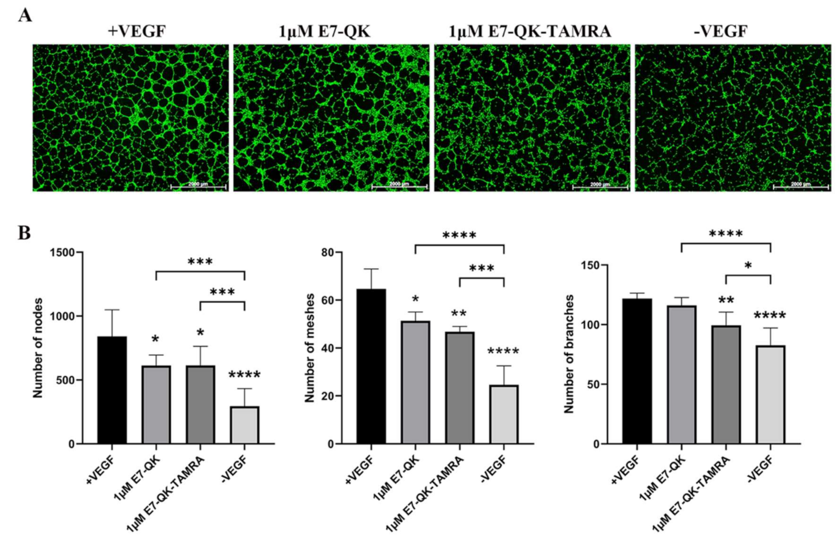Biomolecules 11 01538 g005 Biomolecules 11 01538 g005