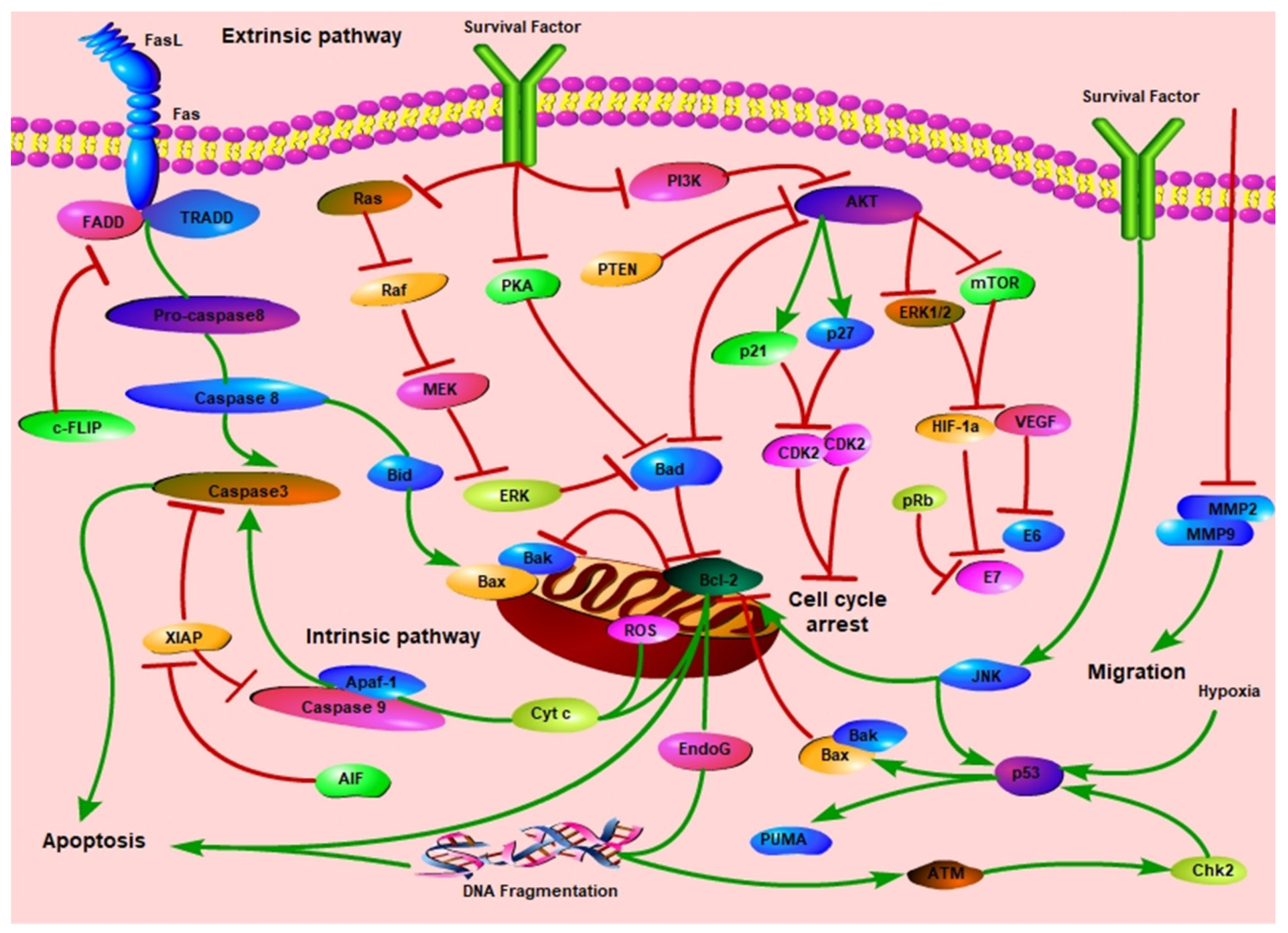 Biomolecules 11 01539 g006 550