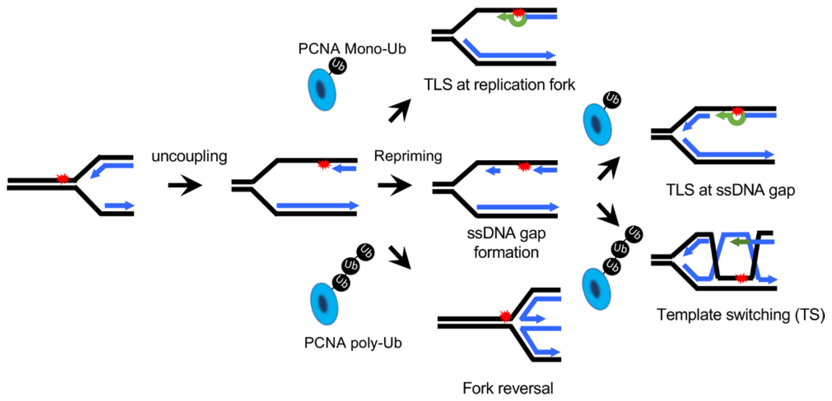 Biomolecules 11 01543 g001
