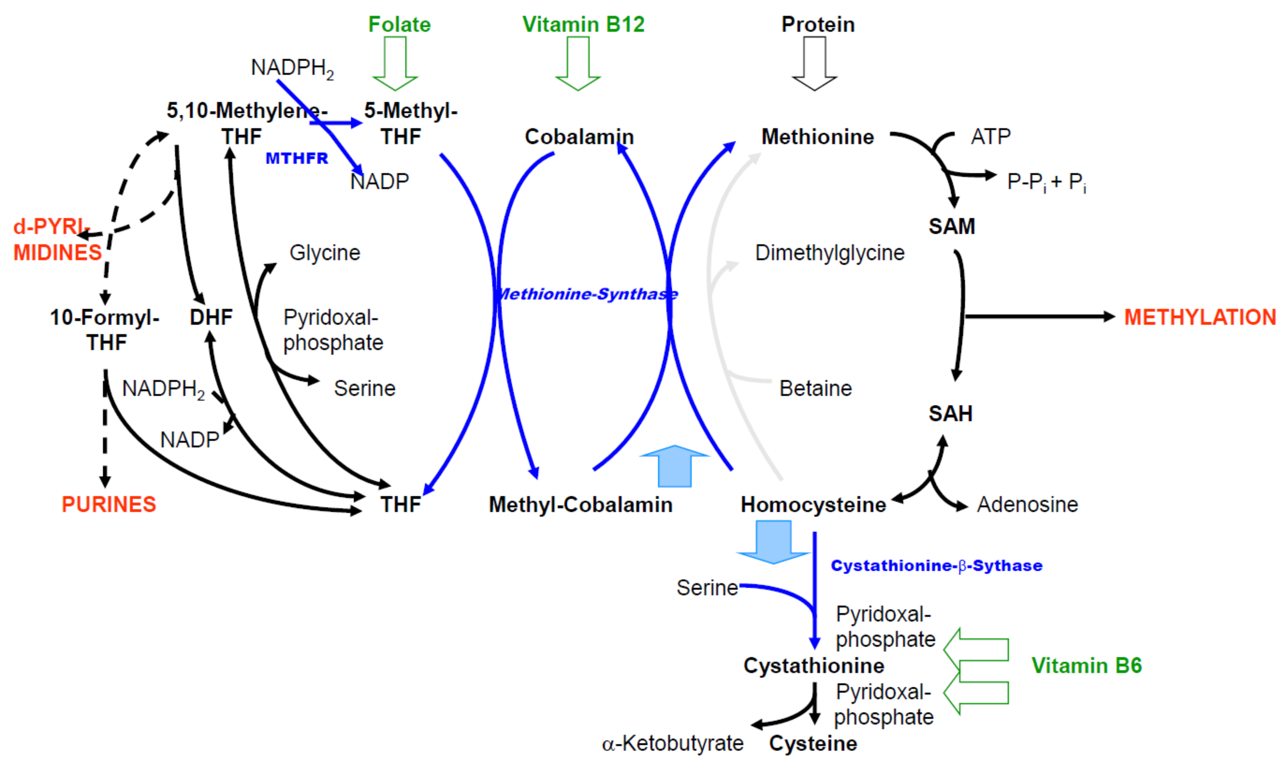 Biomolecules 11 01546 g001 Biomolecules 11 01546 g001