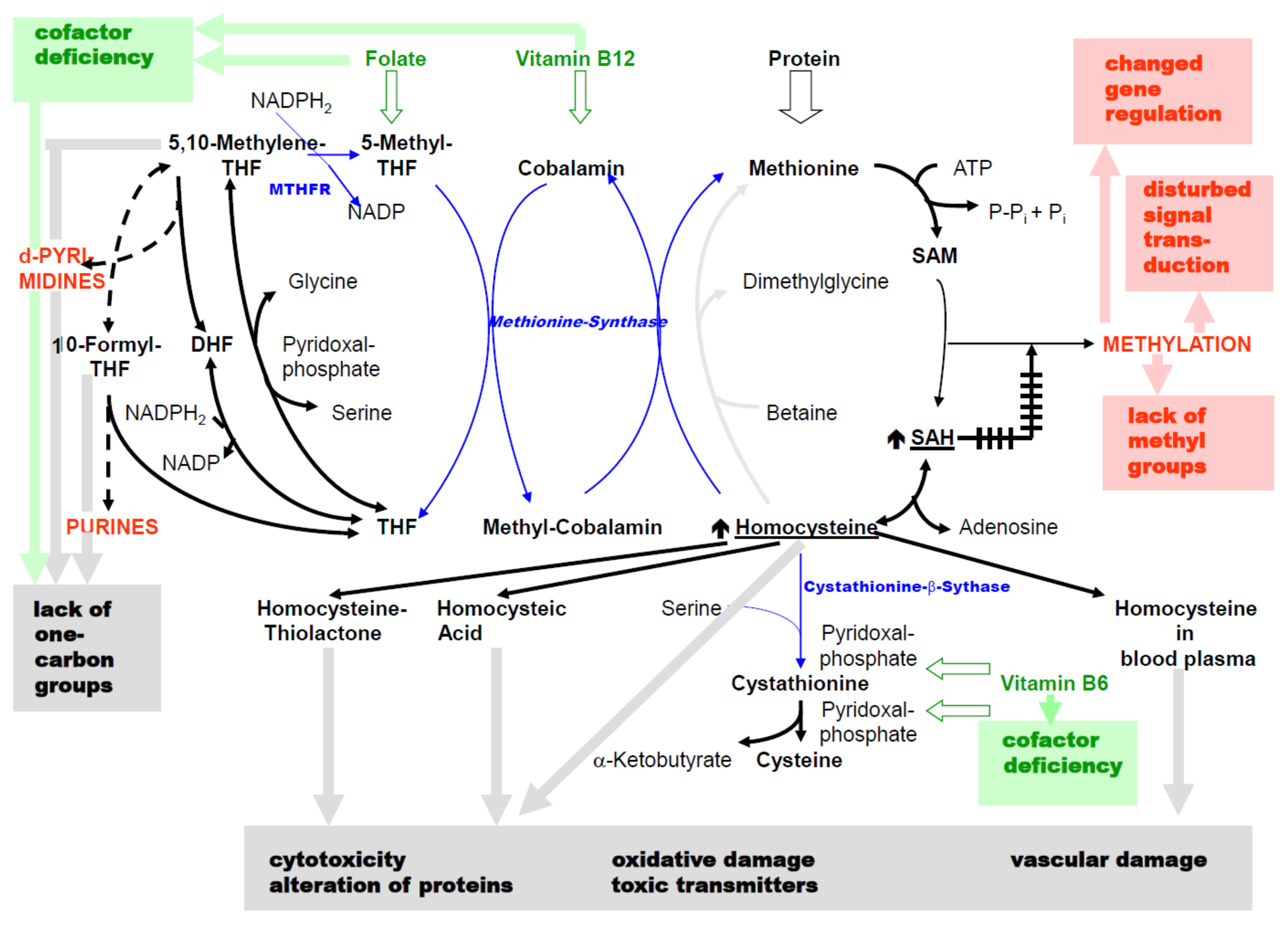 Biomolecules 11 01546 g003 Biomolecules 11 01546 g003