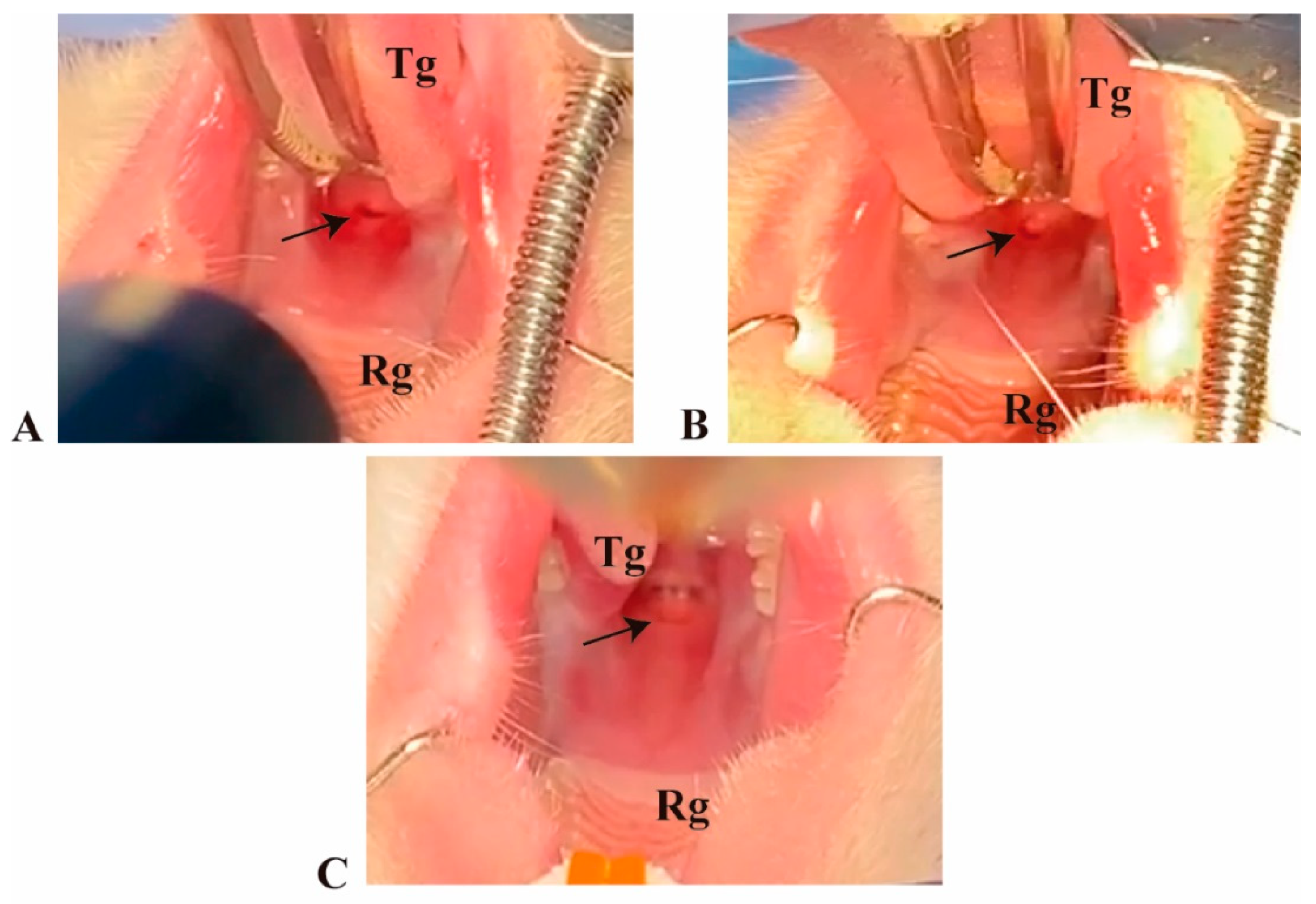 Biomolecules 11 01547 g002 Biomolecules 11 01547 g002