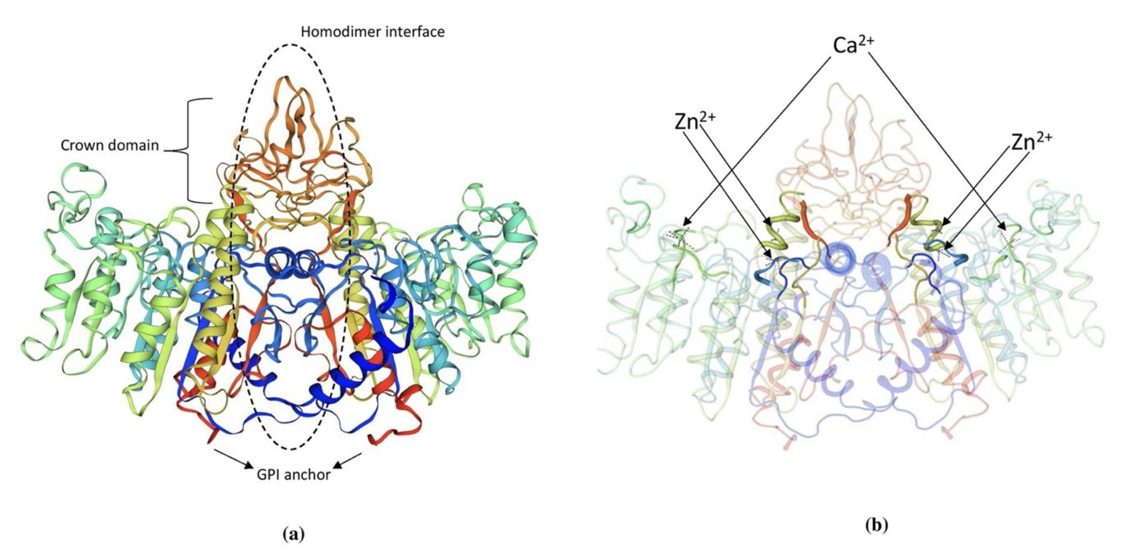 Biomolecules 11 01564 g002