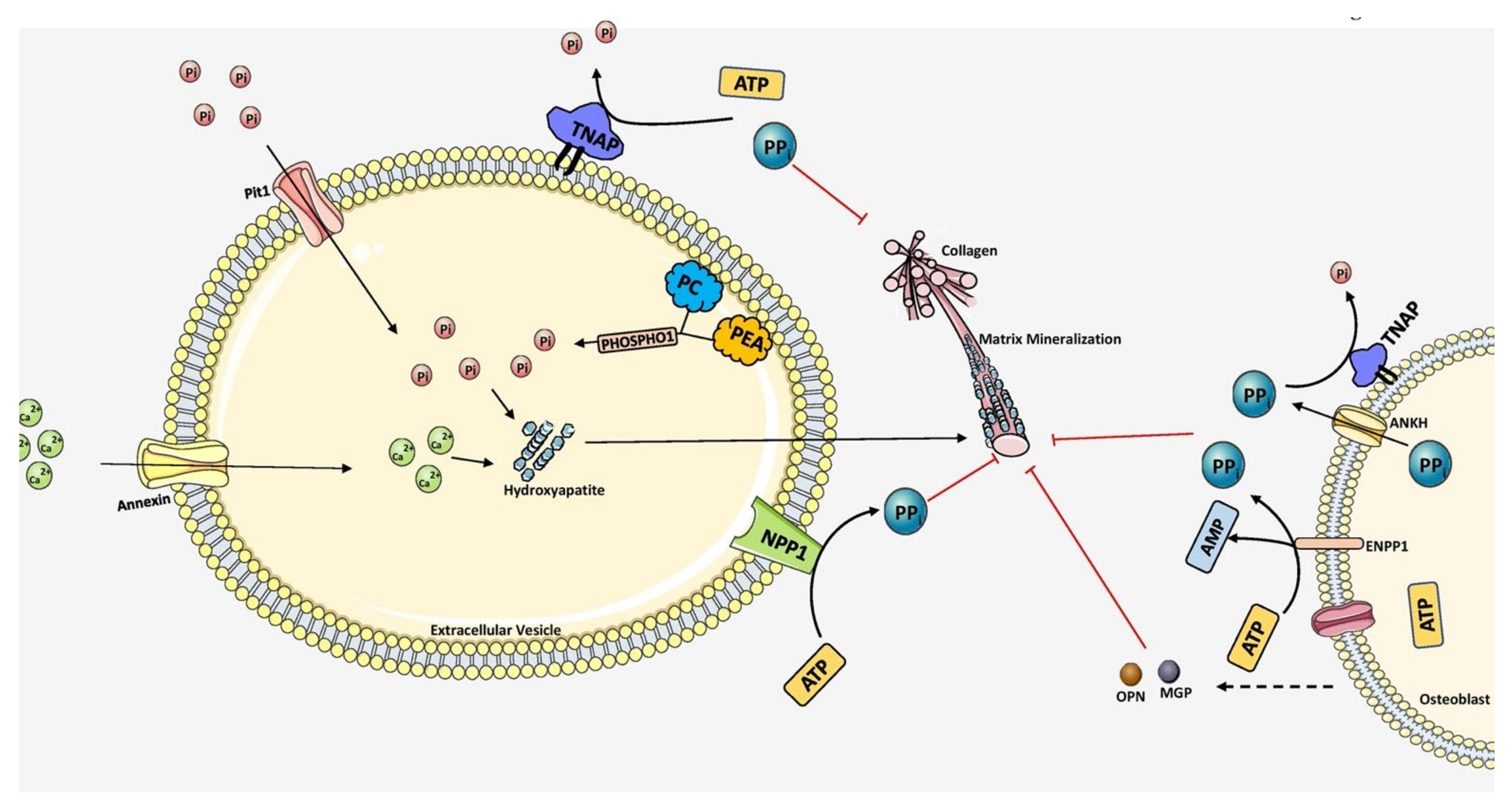 Biomolecules 11 01564 g003