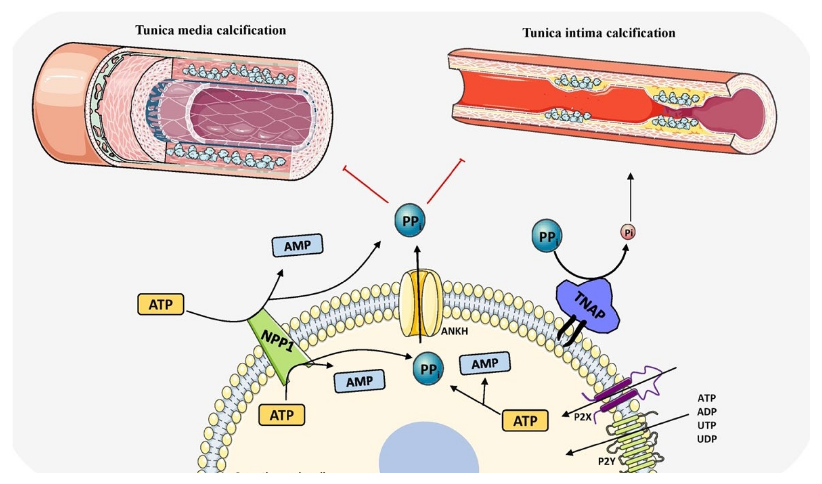 Biomolecules 11 01564 g004