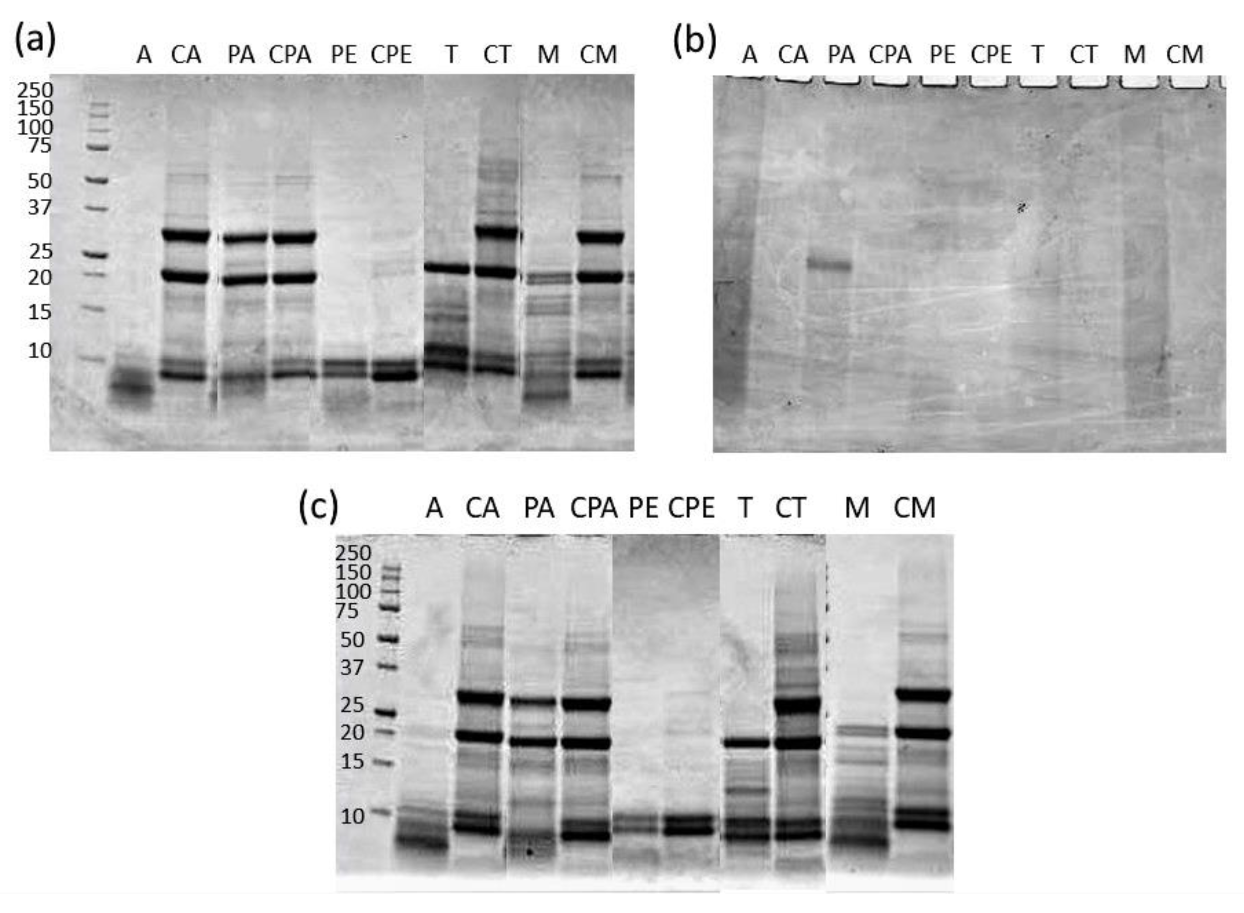 Biomolecules 11 01571 g004