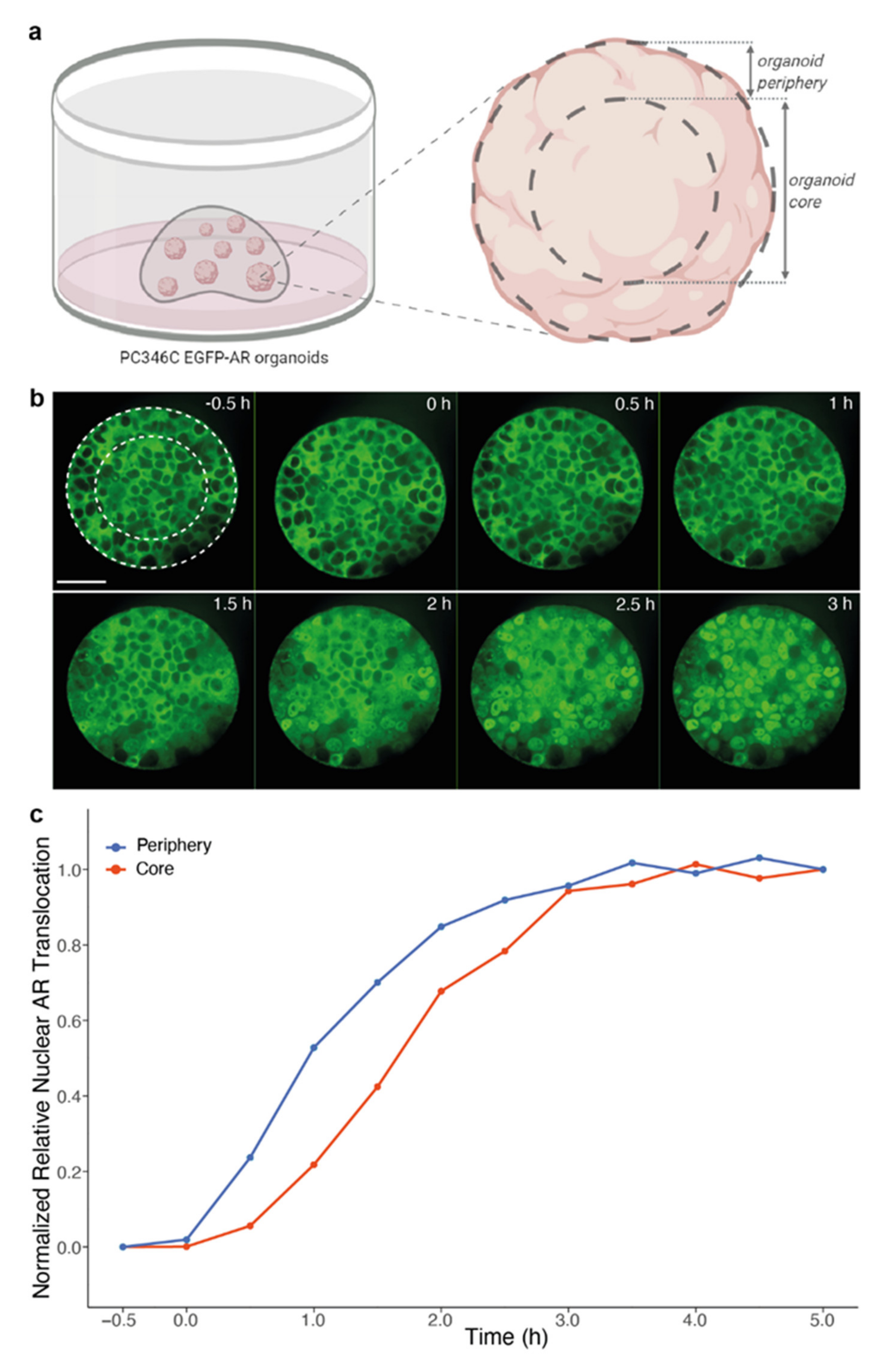 Biomolecules 11 01572 g005