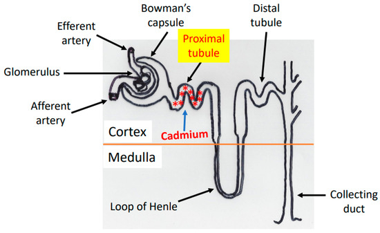 dihexa kidney toxicity Nephrotoxicity after radionuclide therapies Dihexa | 1401708-83-5 | BGC70883