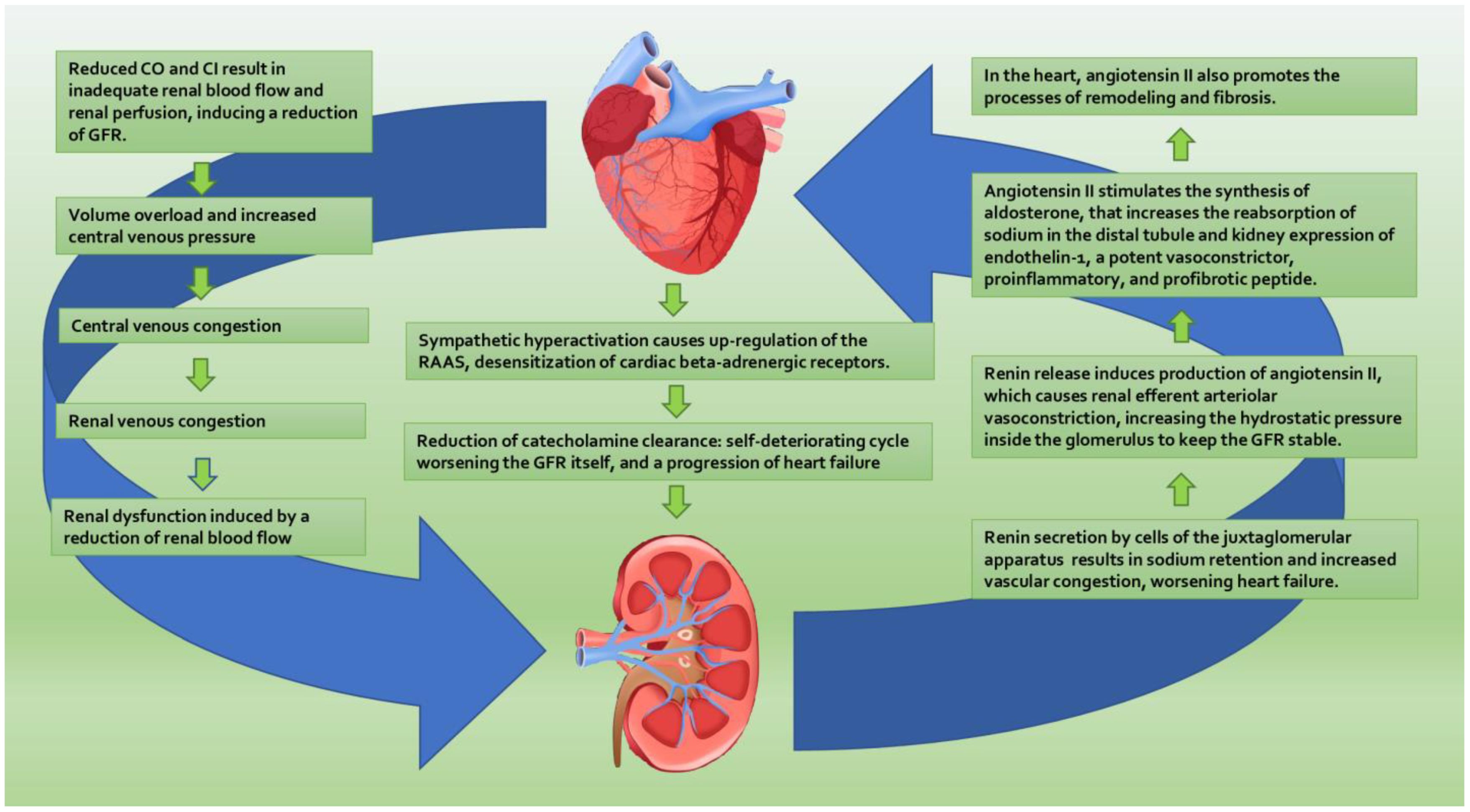 Cardiorenal Syndrome: New Pathways and Novel Biomarkers