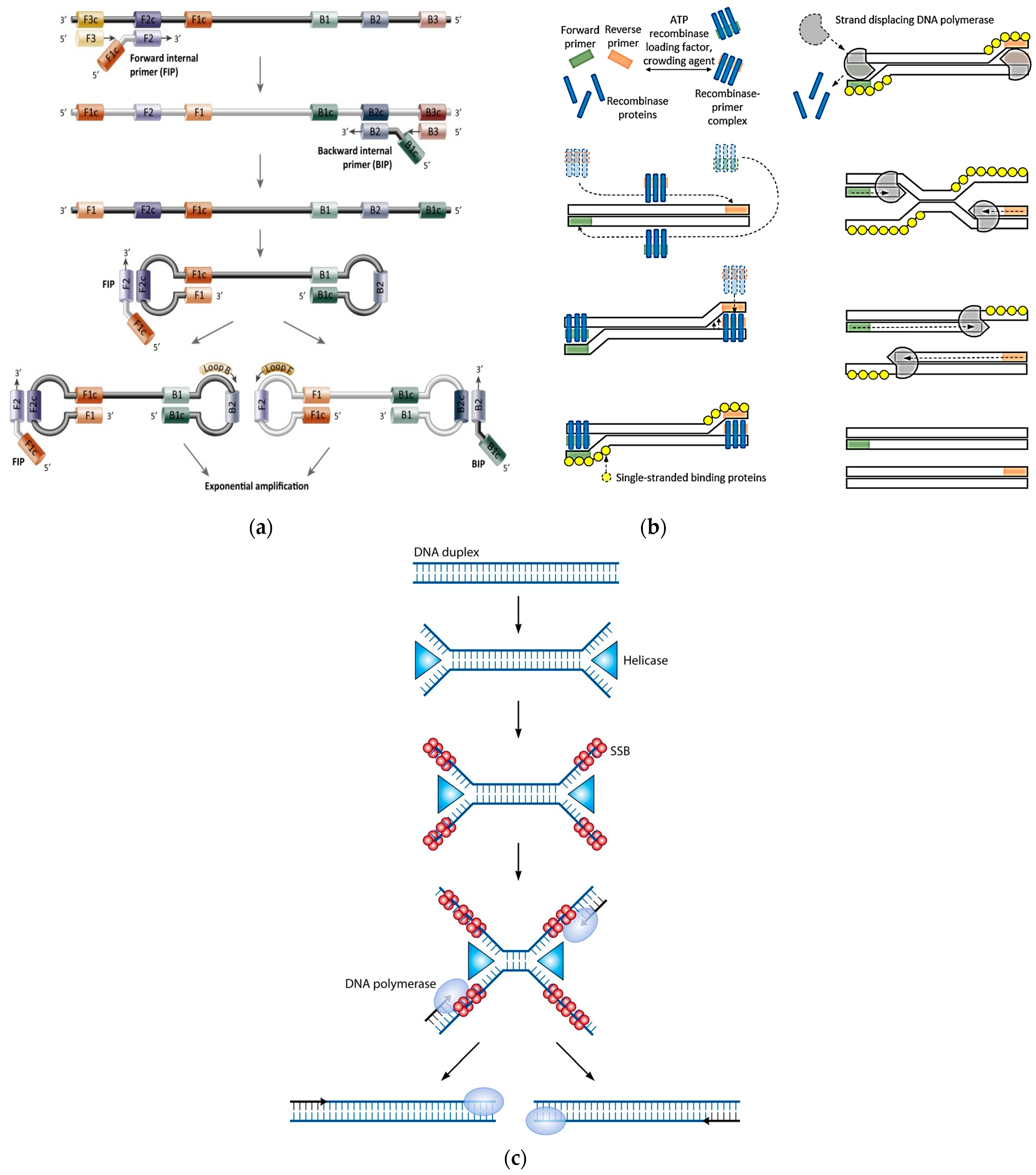 Biomolecules 11 01585 g004 Biomolecules 11 01585 g004