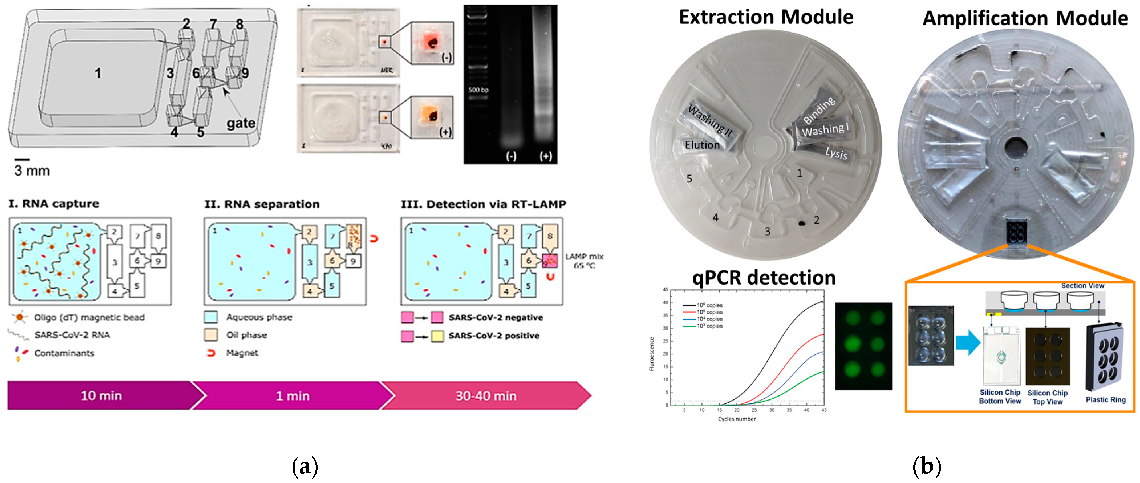 Biomolecules 11 01585 g005a Biomolecules 11 01585 g005a