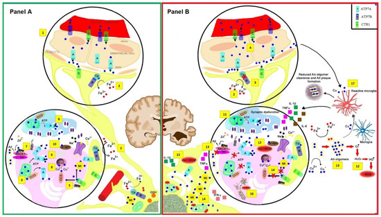 Microglia and Astrocytes in Alzheimer&rsquo;s Disease in the Context of 