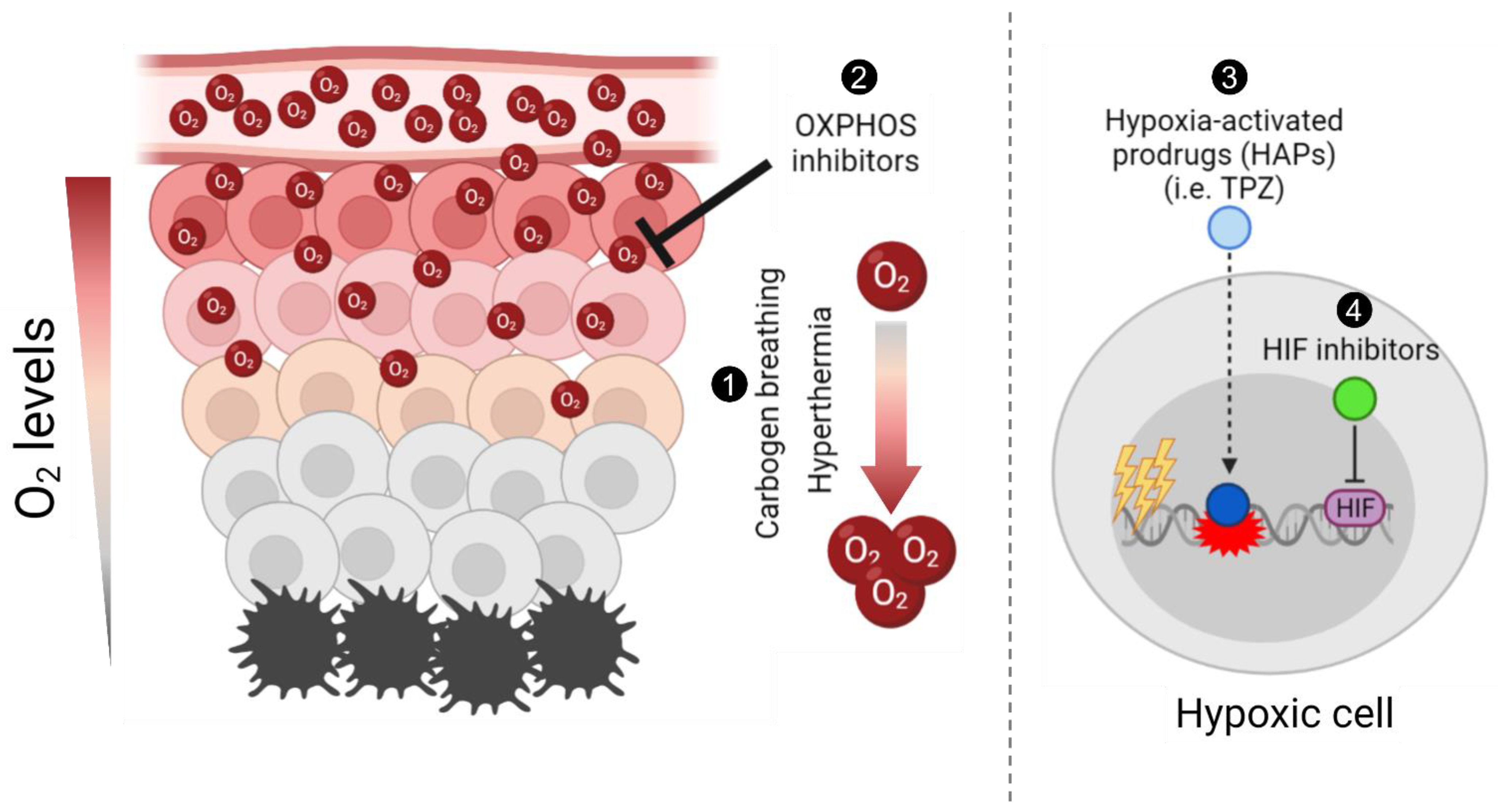 Biomolecules Free Full Text Targeting Hypoxia Revival Of Old Remedies Html