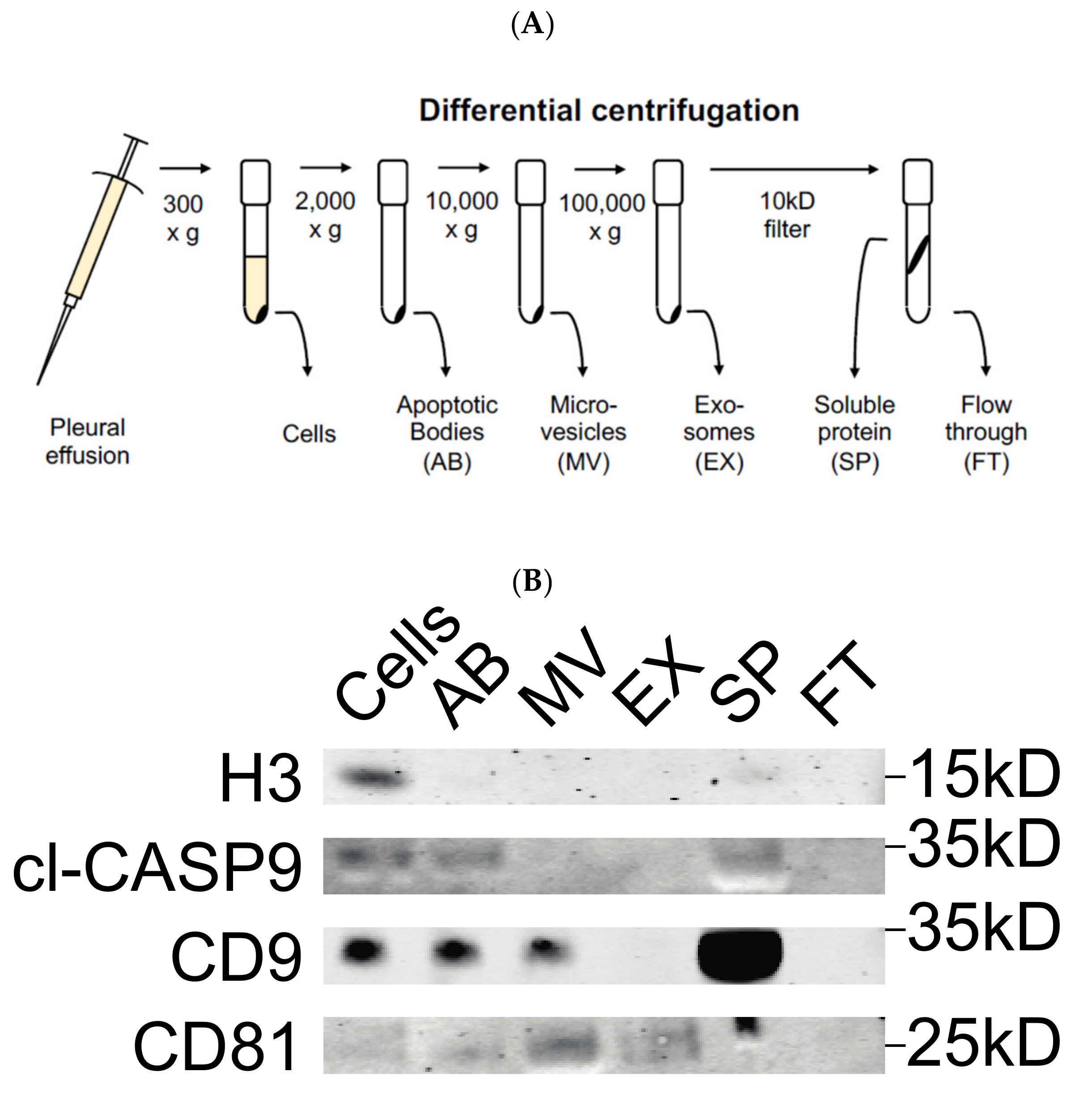 Biomolecules 11 01606 g001