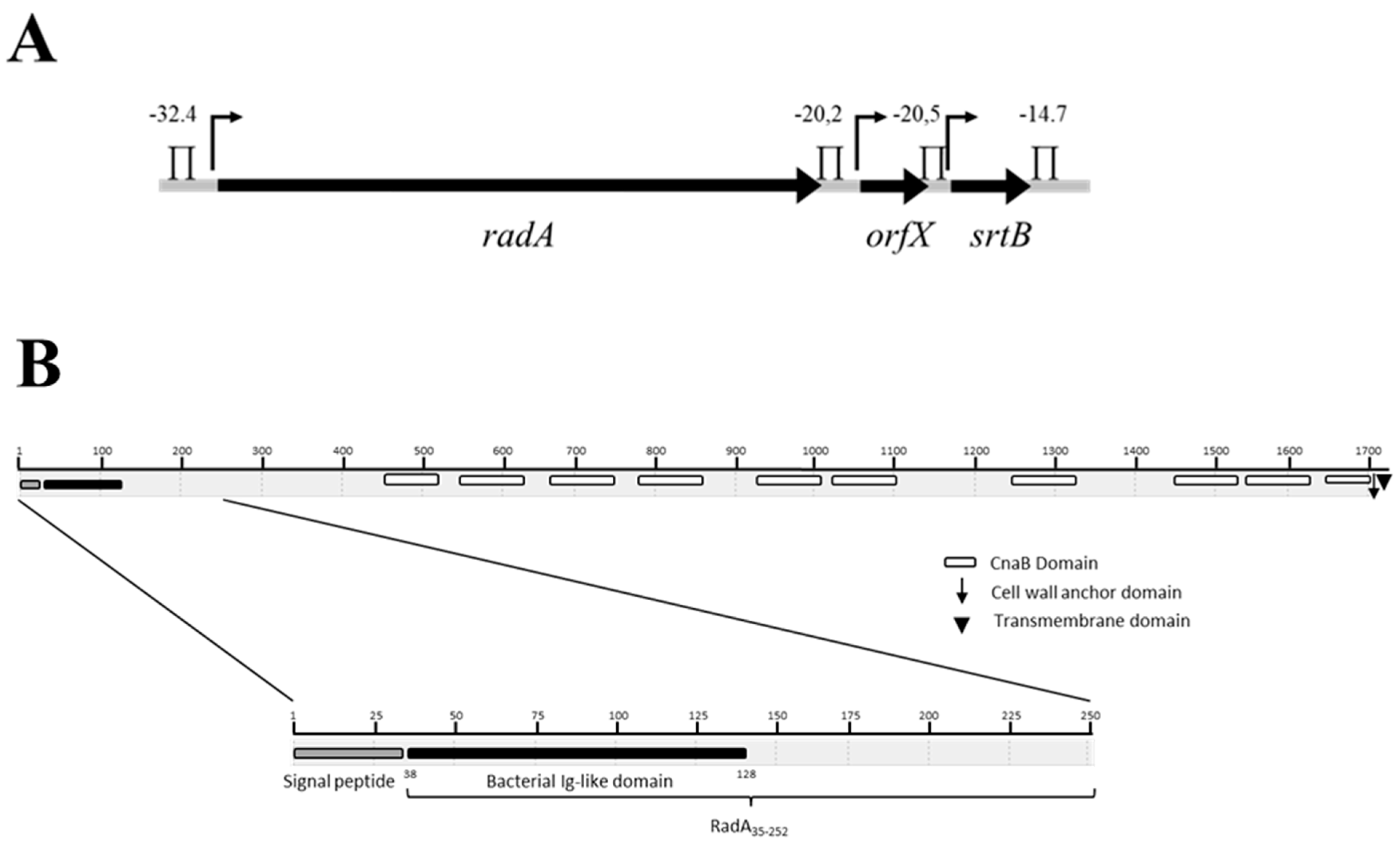 Biomolecules 11 01613 g001