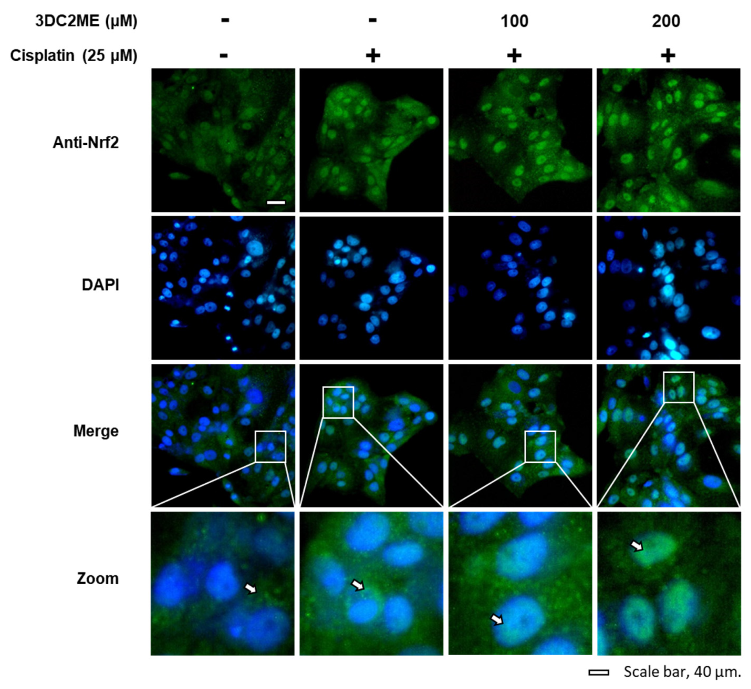 Biomolecules 11 01614 g004