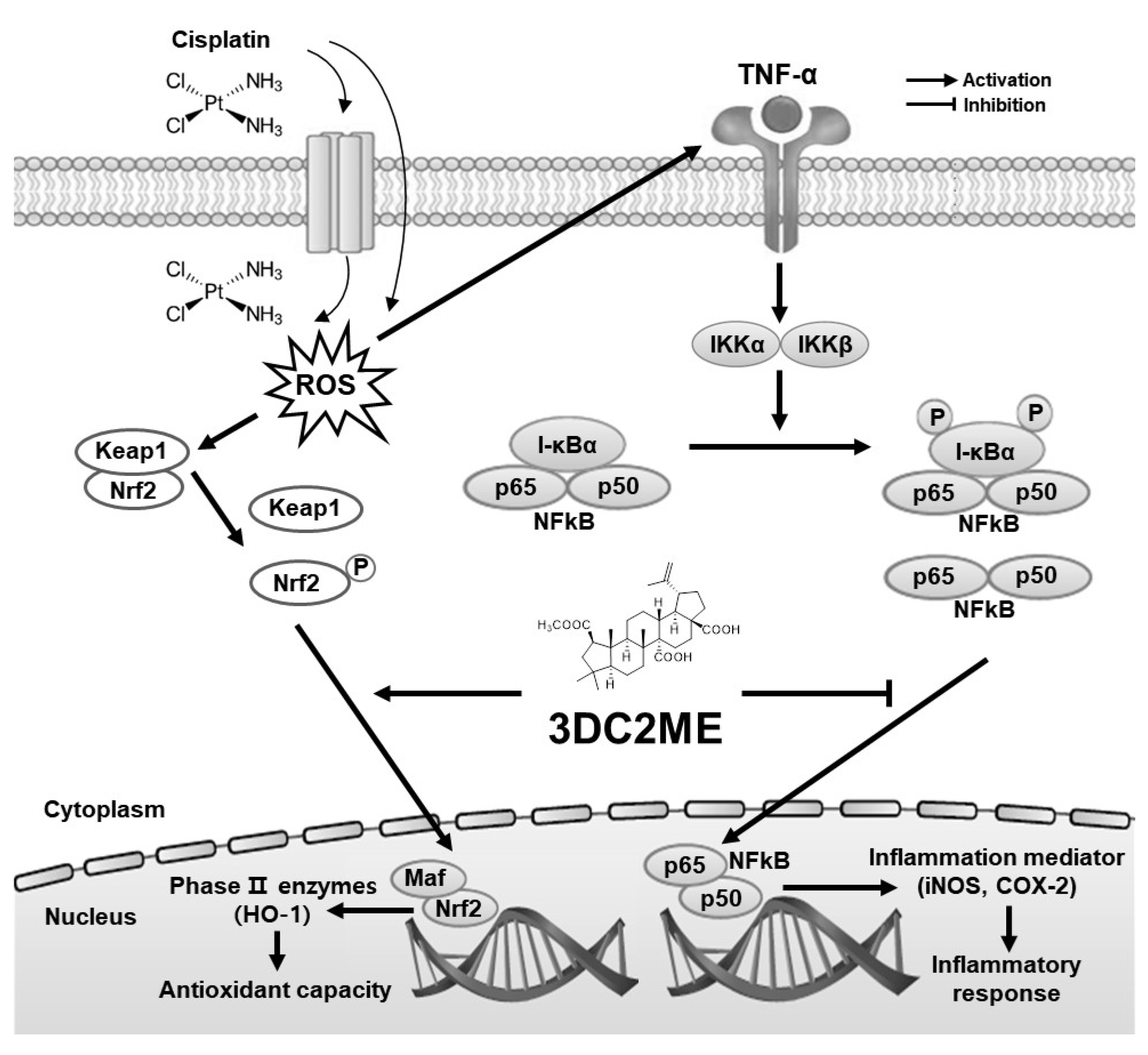 Biomolecules 11 01614 g007