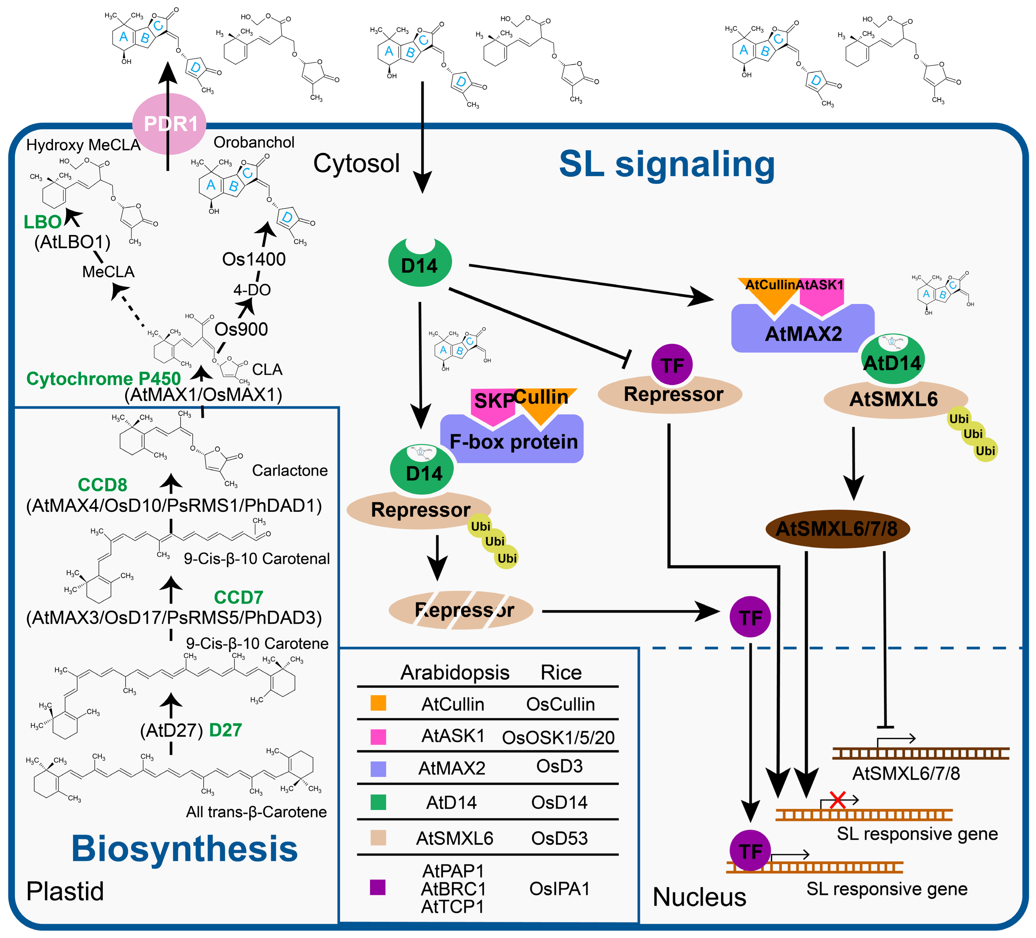 Biomolecules 11 01616 g001