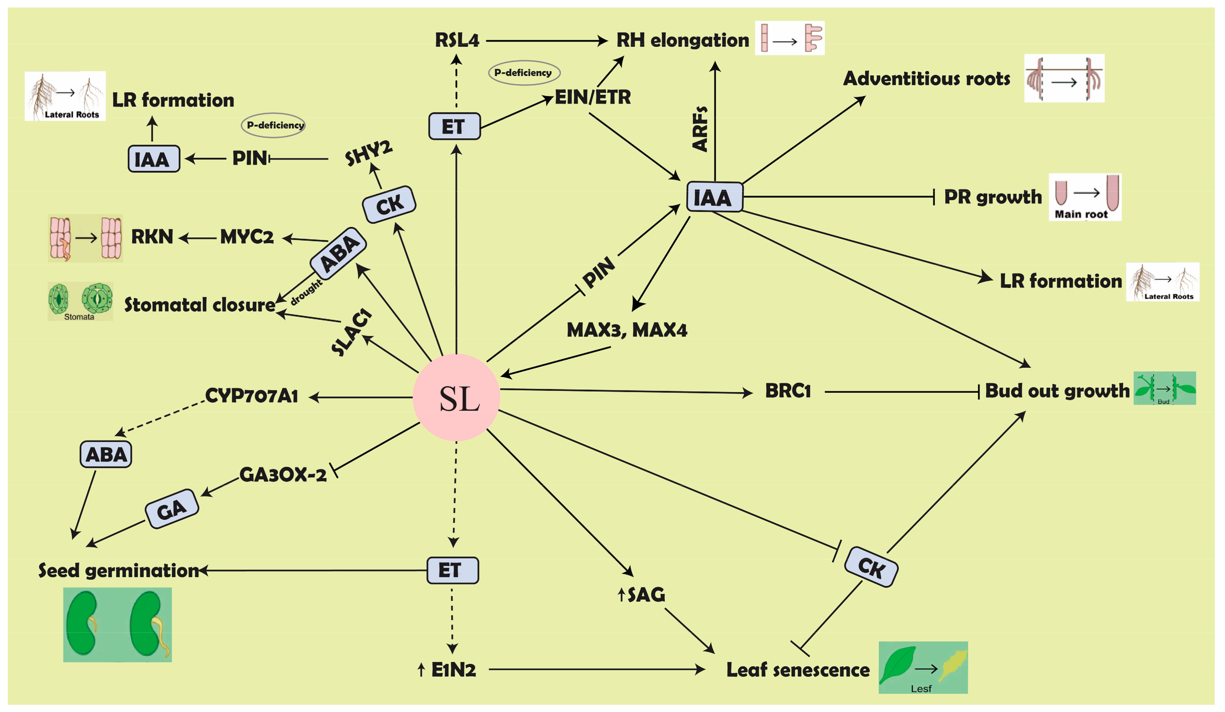Biomolecules 11 01616 g003