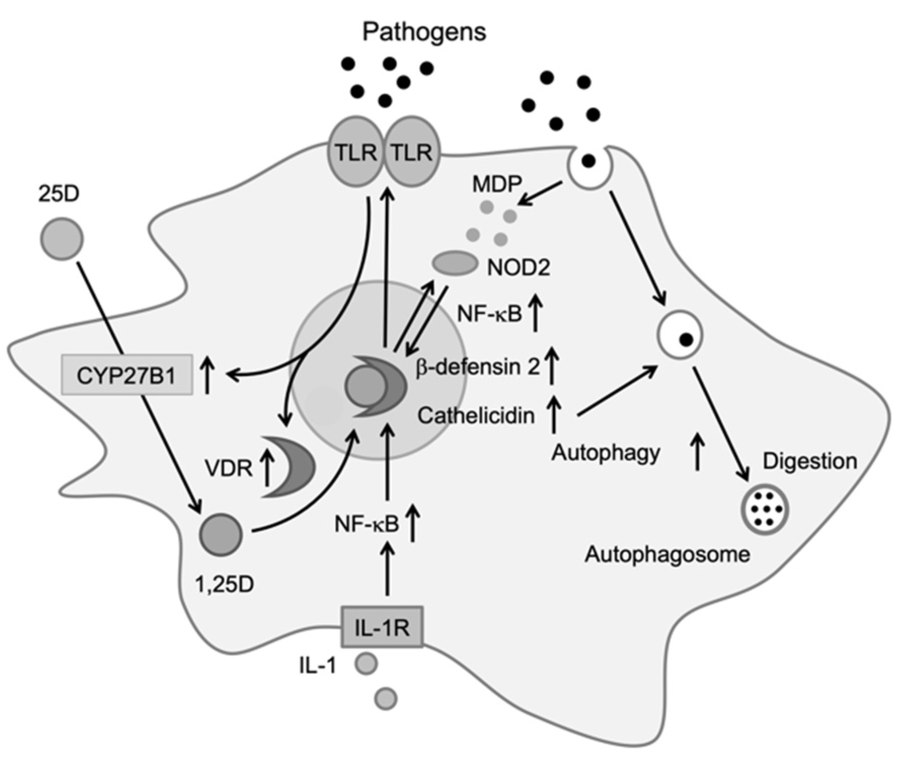 vitamin d nmda