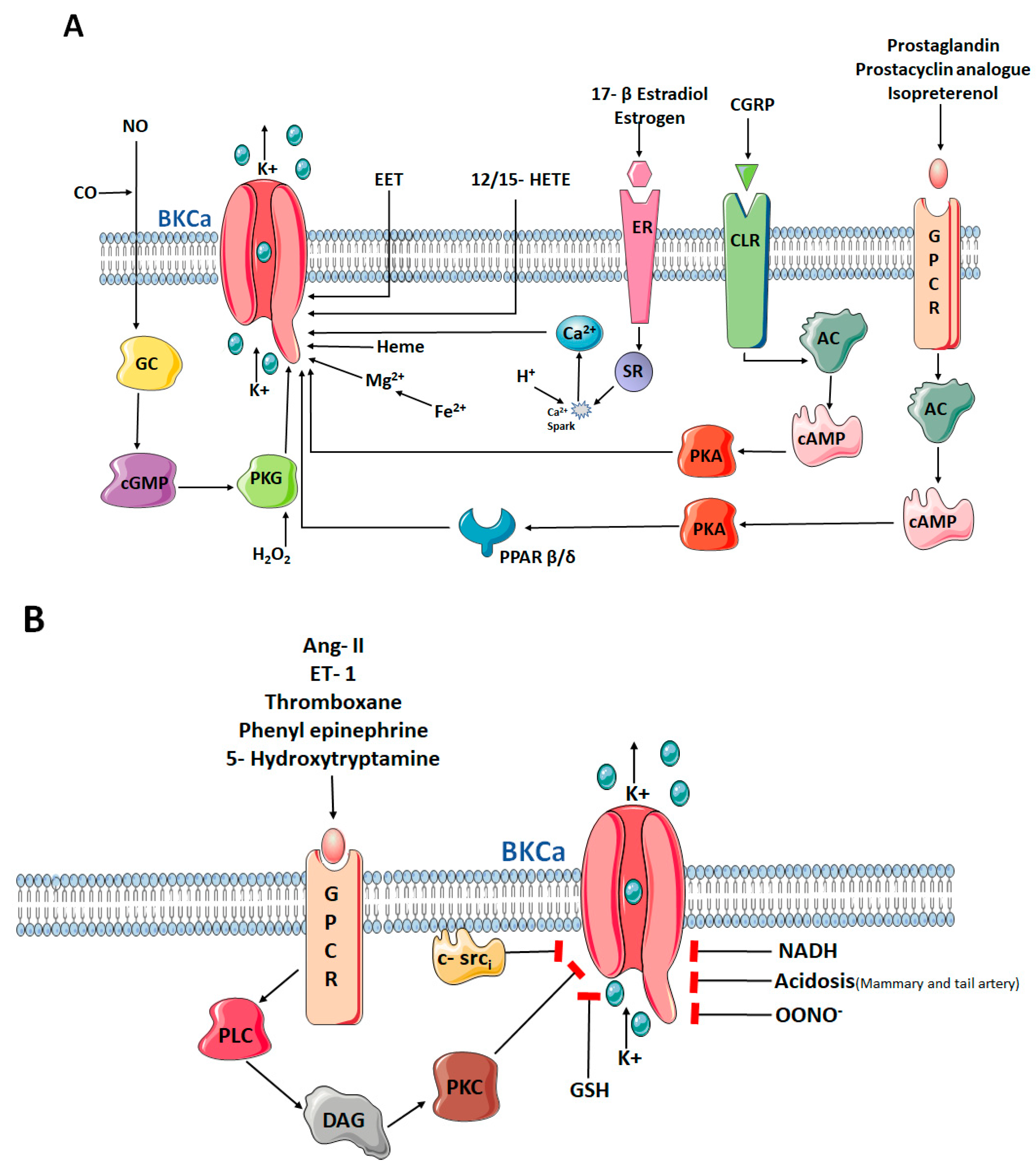 Biomolecules 11 01629 g001 Biomolecules 11 01629 g001