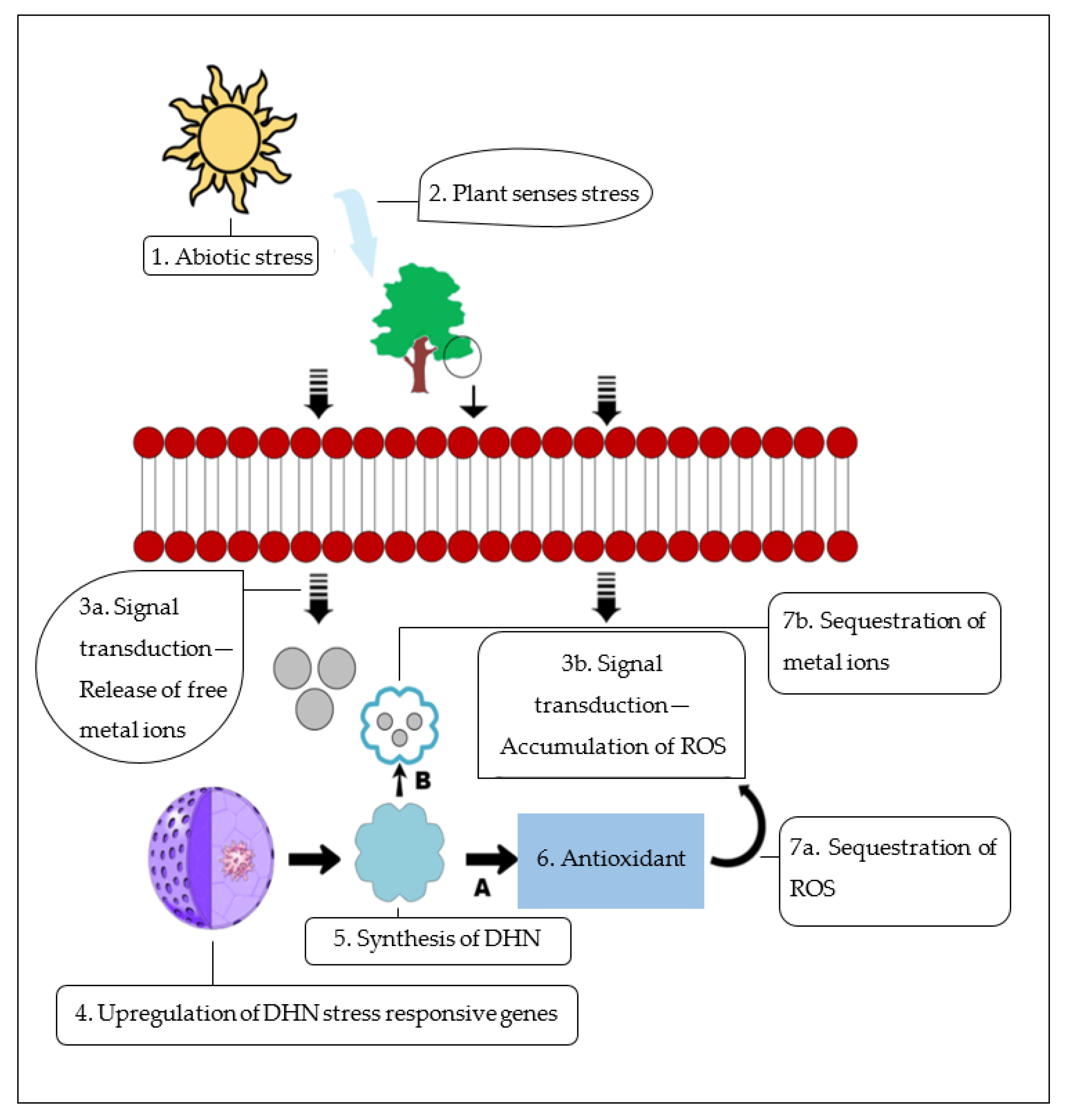 Biomolecules 11 01662 g004