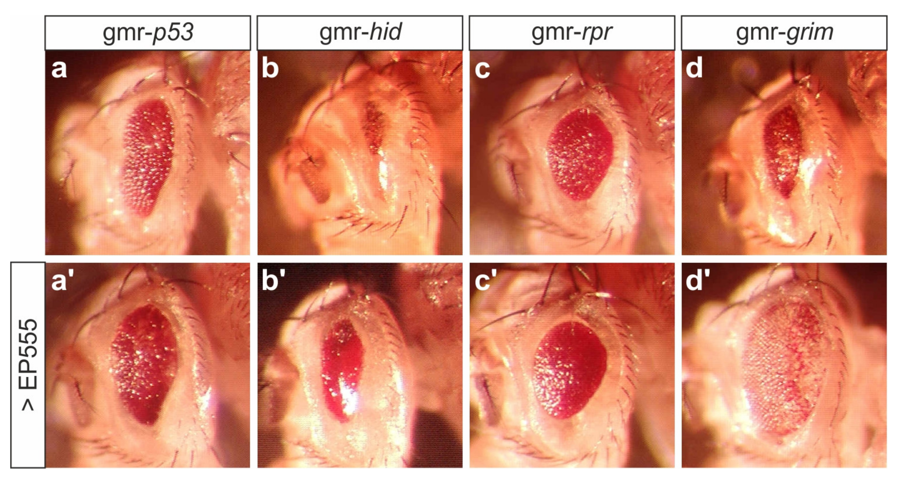 Biomolecules 11 01672 g003