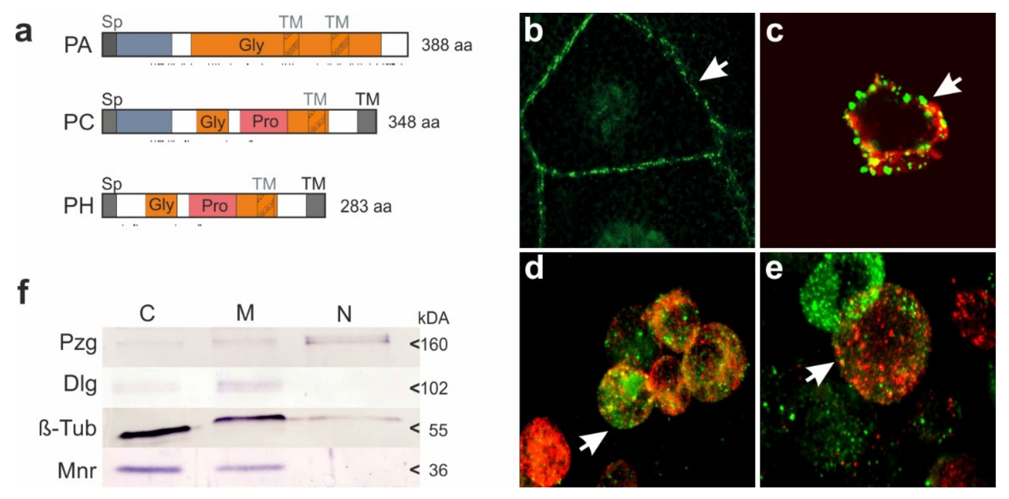 Biomolecules 11 01672 g005