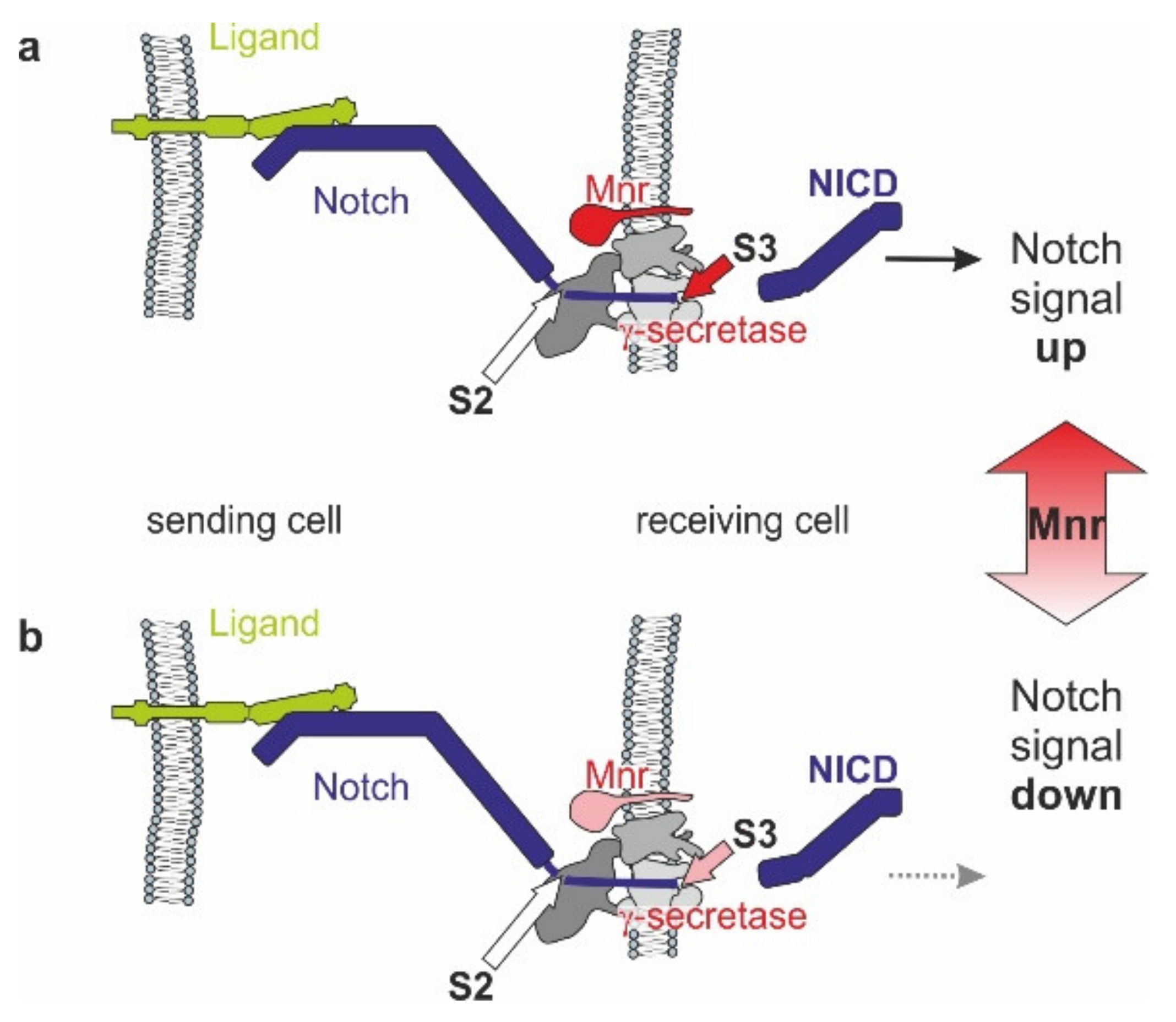 Biomolecules 11 01672 g009