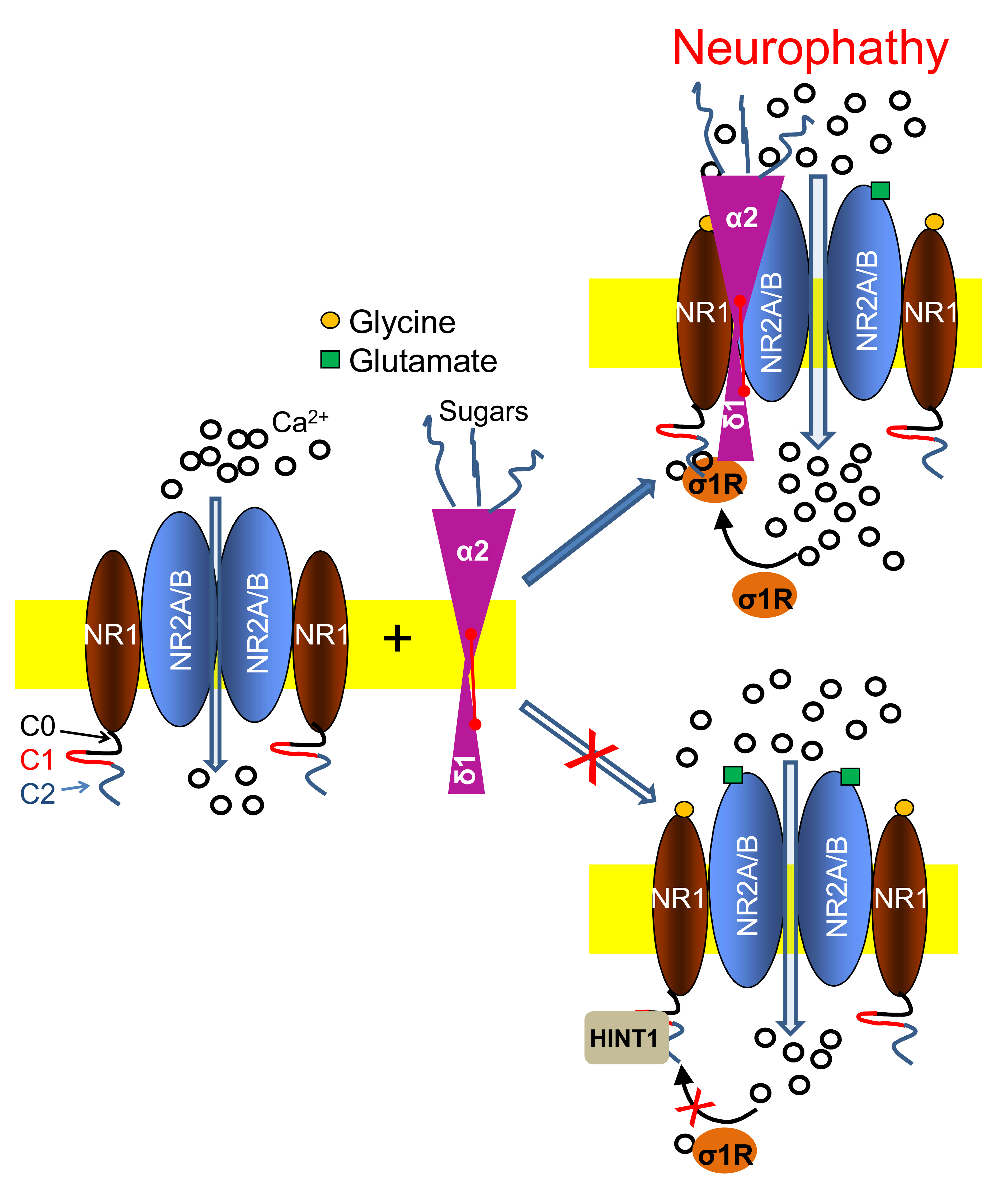 Biomolecules Free Full Text The S1 Receptor And The Hint1 Protein Control d1 Binding To Glutamate Nmda Receptors Implications In Neuropathic Pain Html