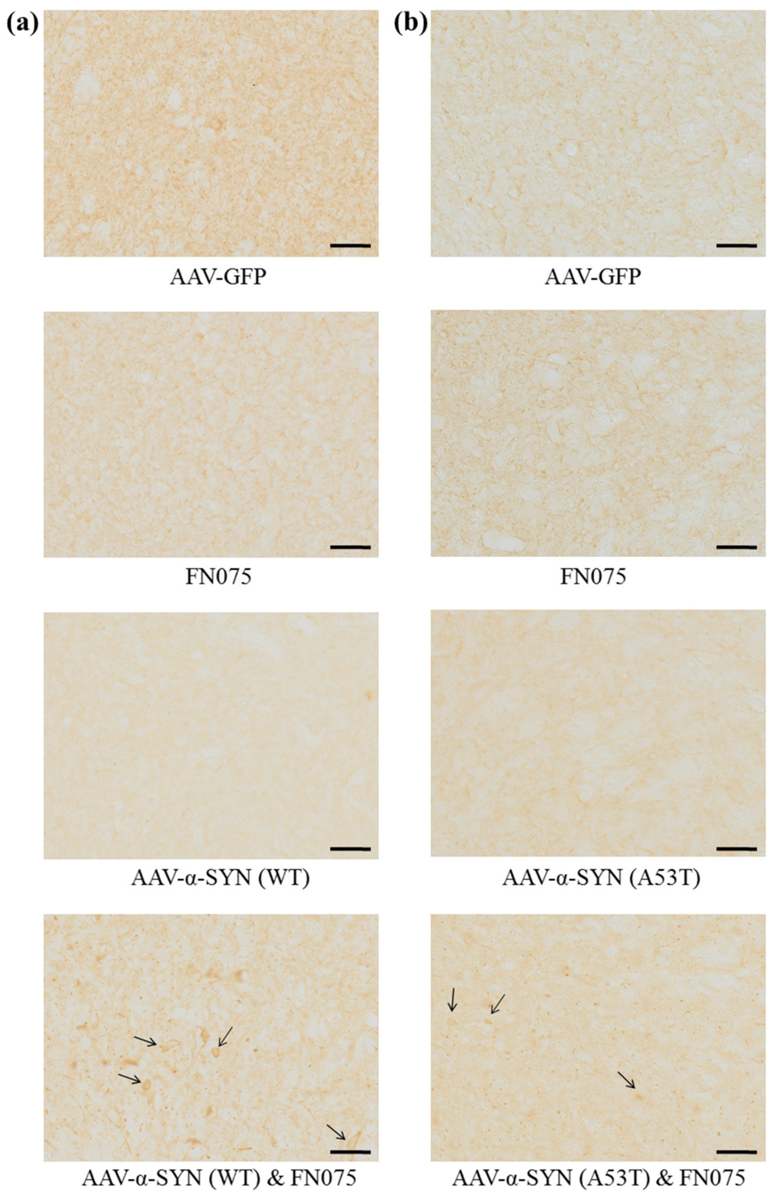 Biomolecules 11 01685 g005