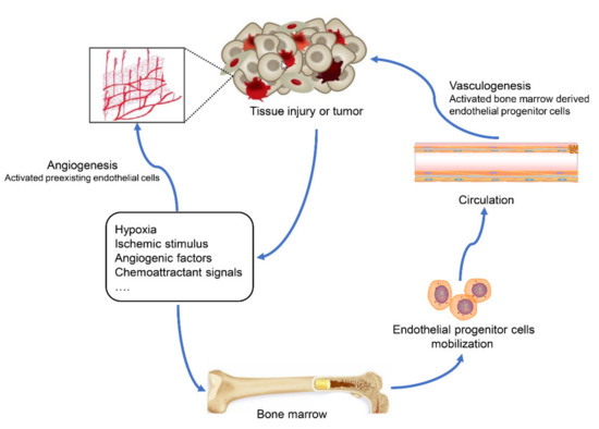 Solving the Puzzle: What Is the Role of Progestogens in
