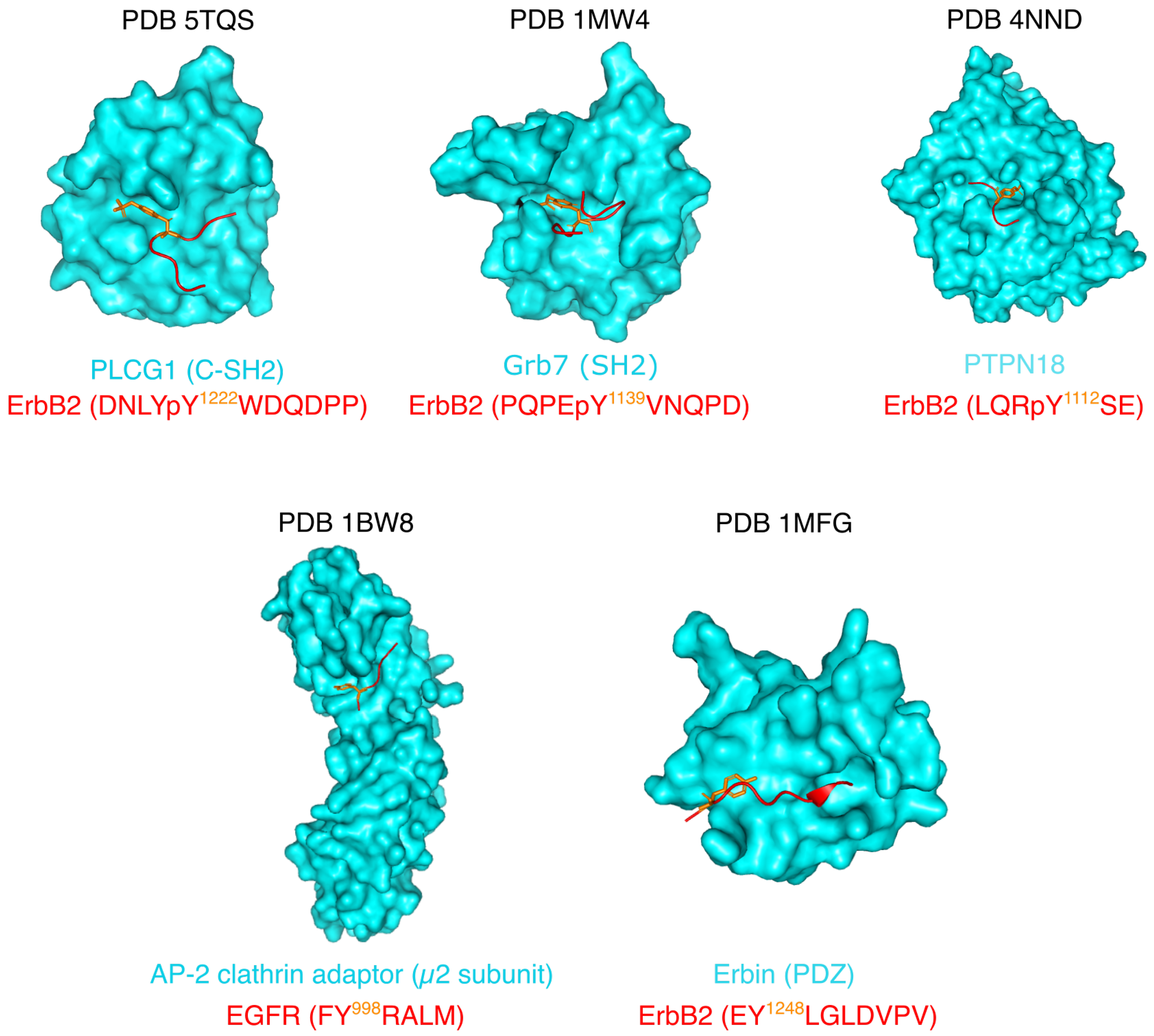 Biomolecules 11 01690 g004