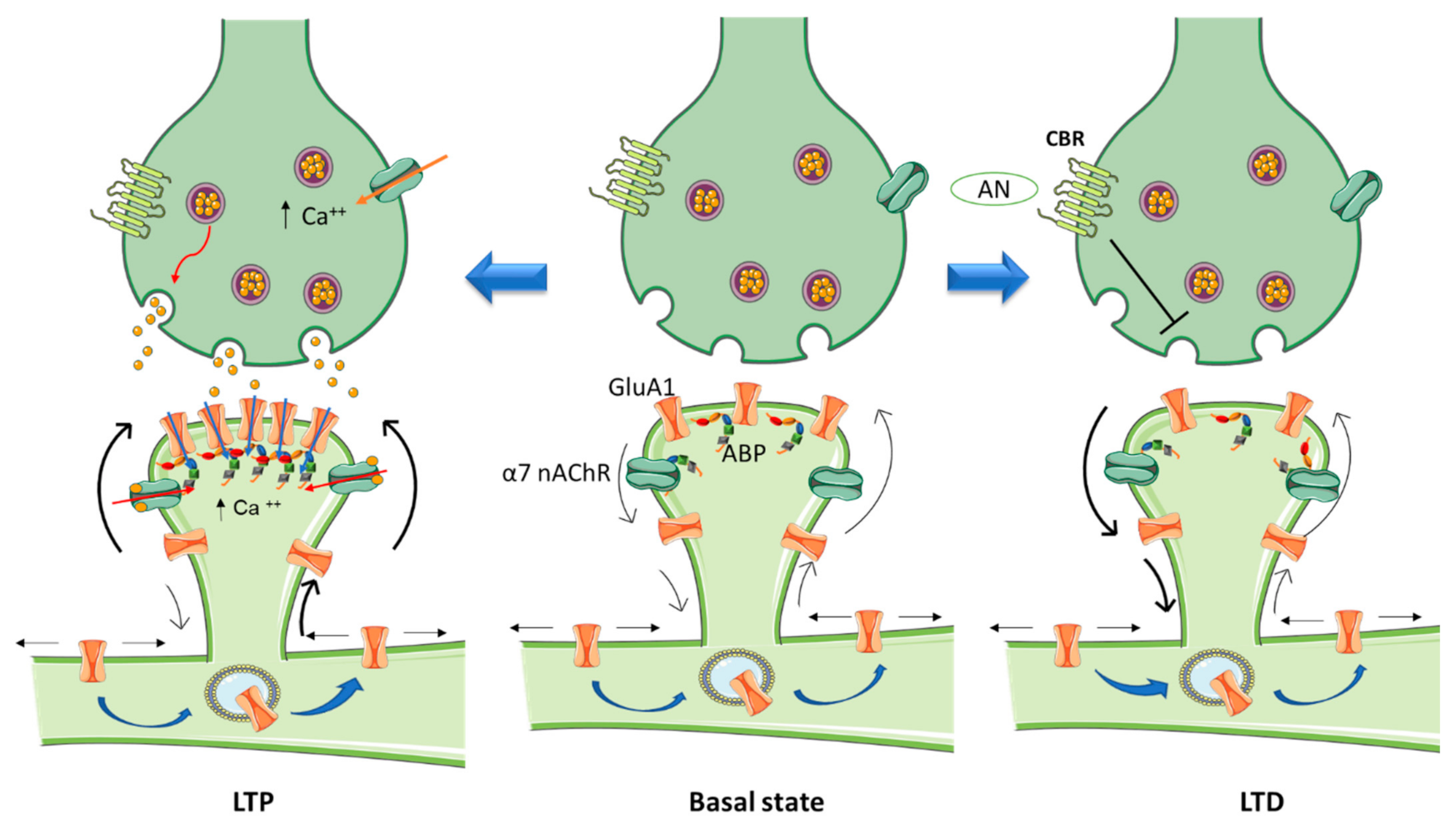 Neurexin-3 subsynaptic densities are spatially distinct from Neurexin-1 and  essential for excitatory synapse nanoscale organization in the hippocampus