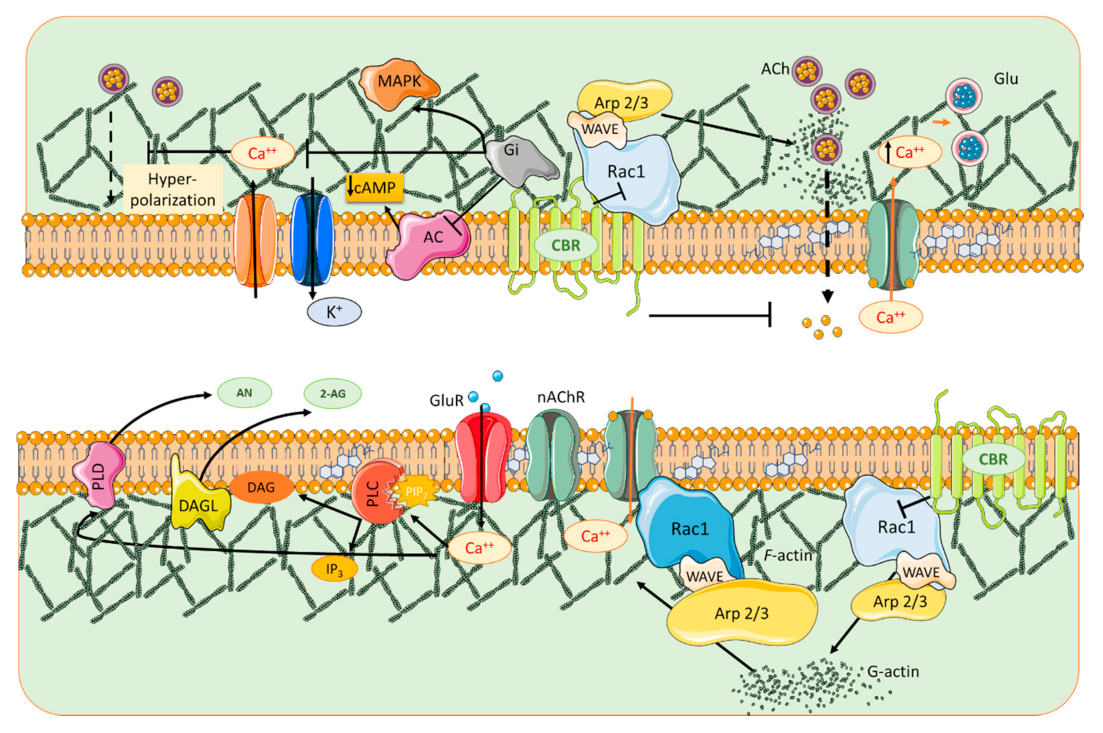 Biomolecules 11 01697 g003