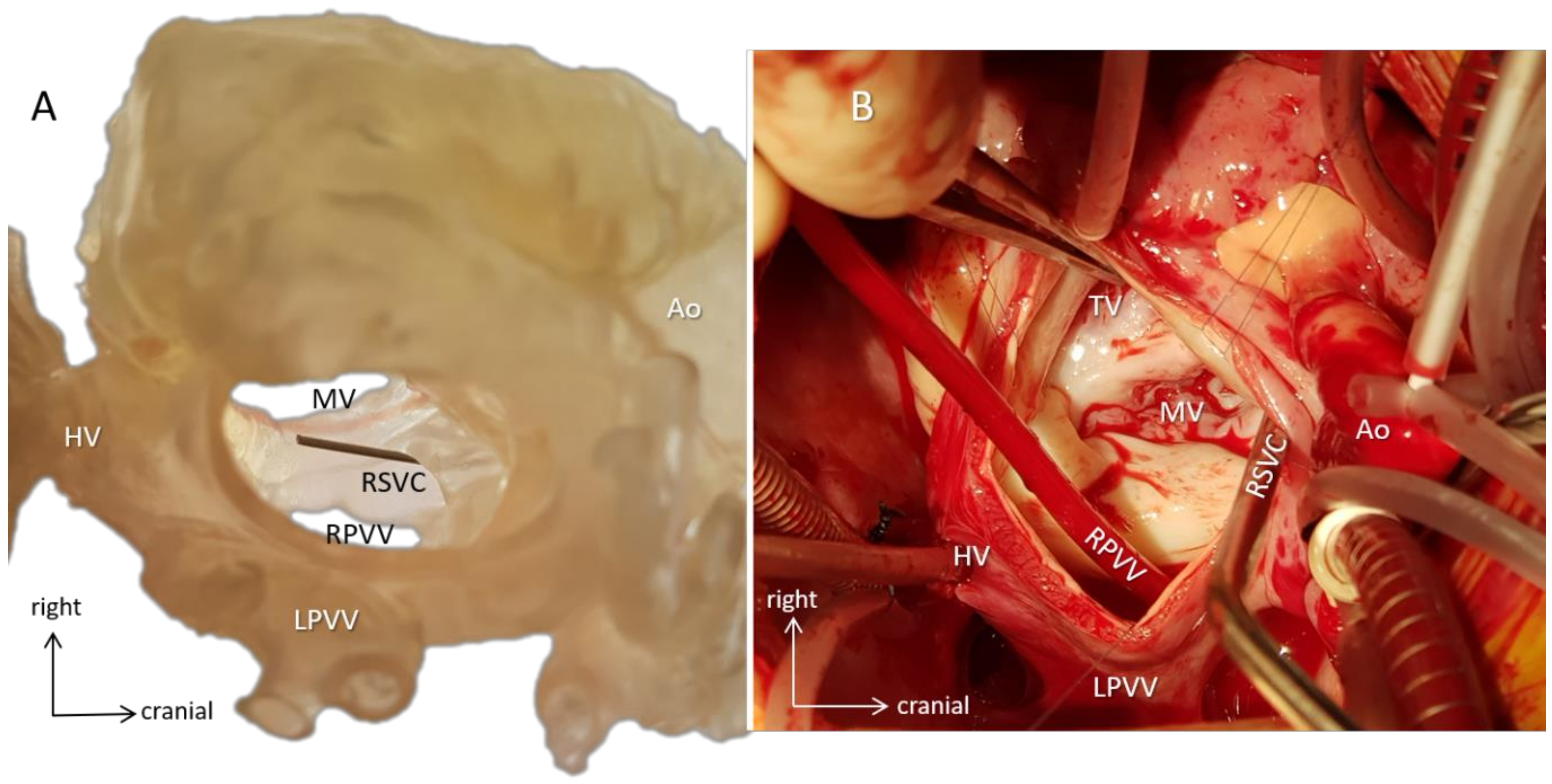 Biomolecules 11 01703 g008