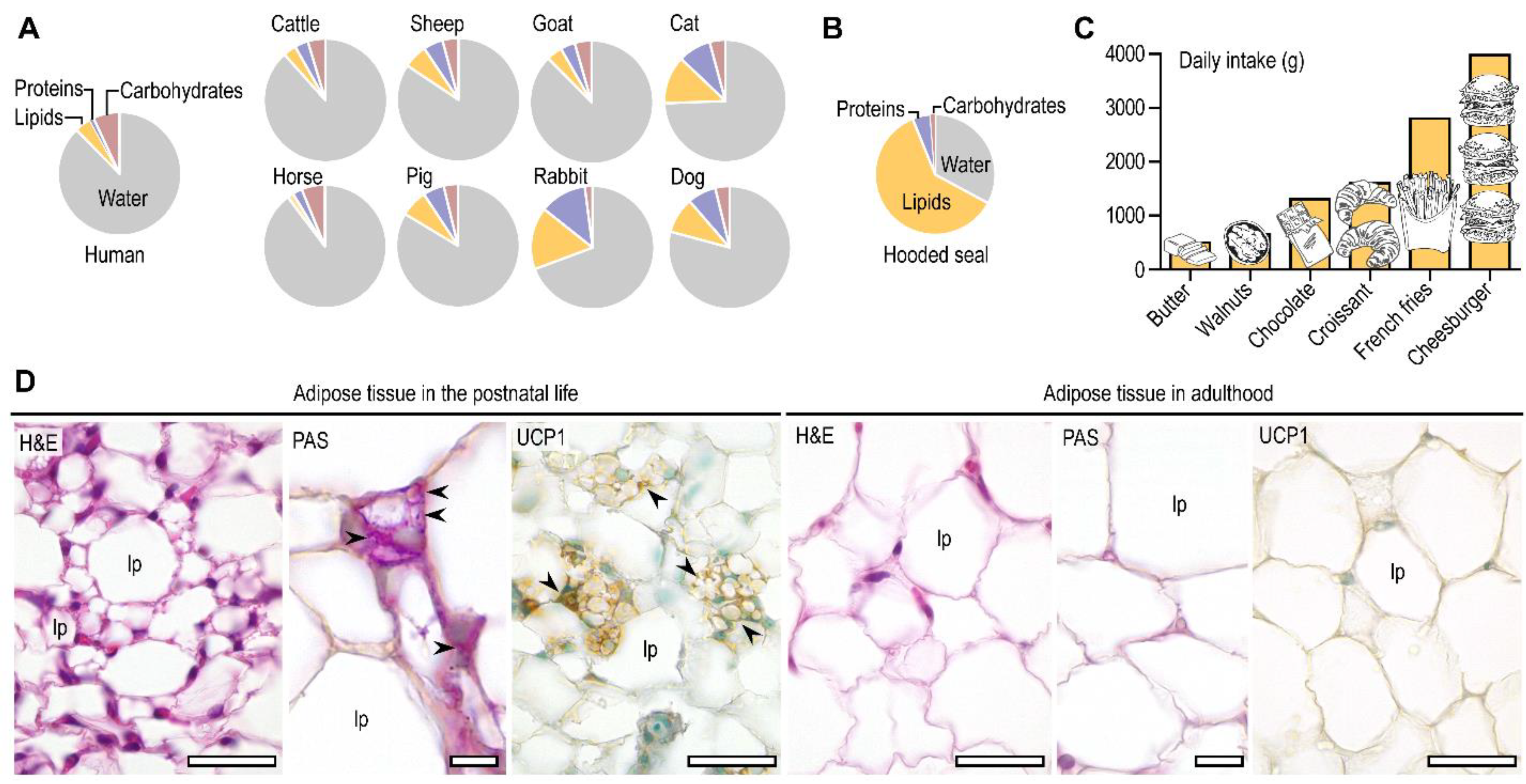 Biomolecules 11 01705 g001