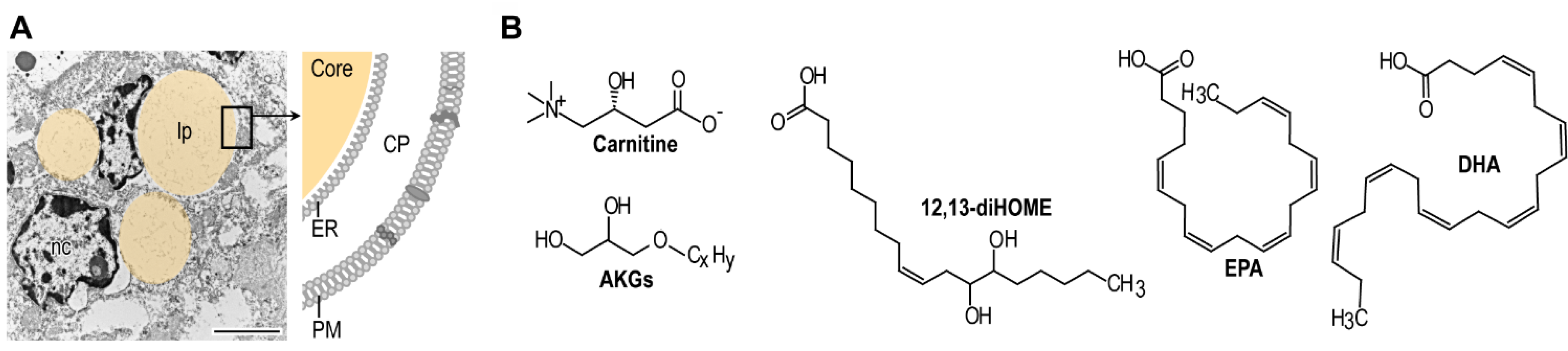 Biomolecules 11 01705 g004