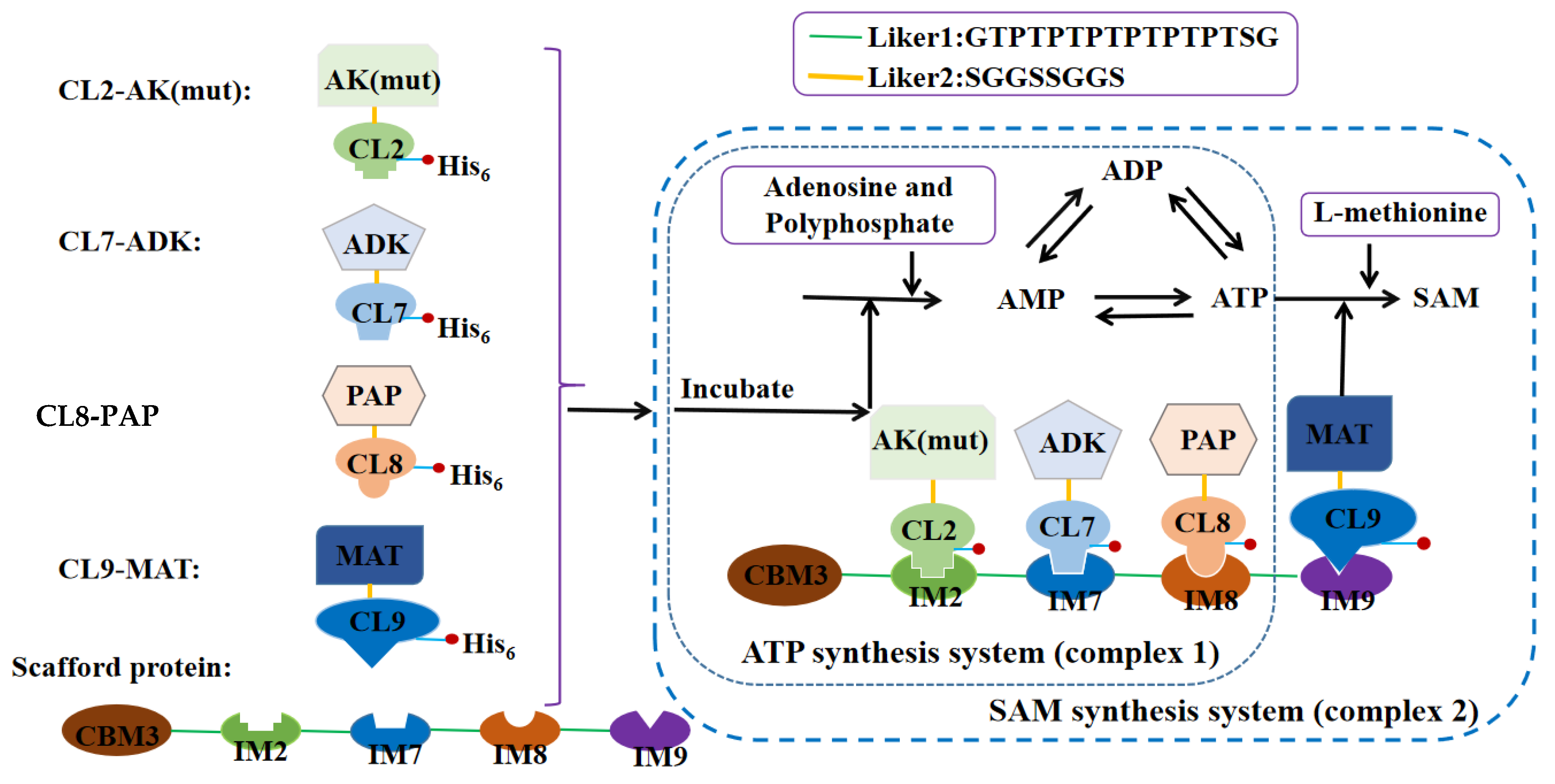 Biomolecules 11 01706 g001