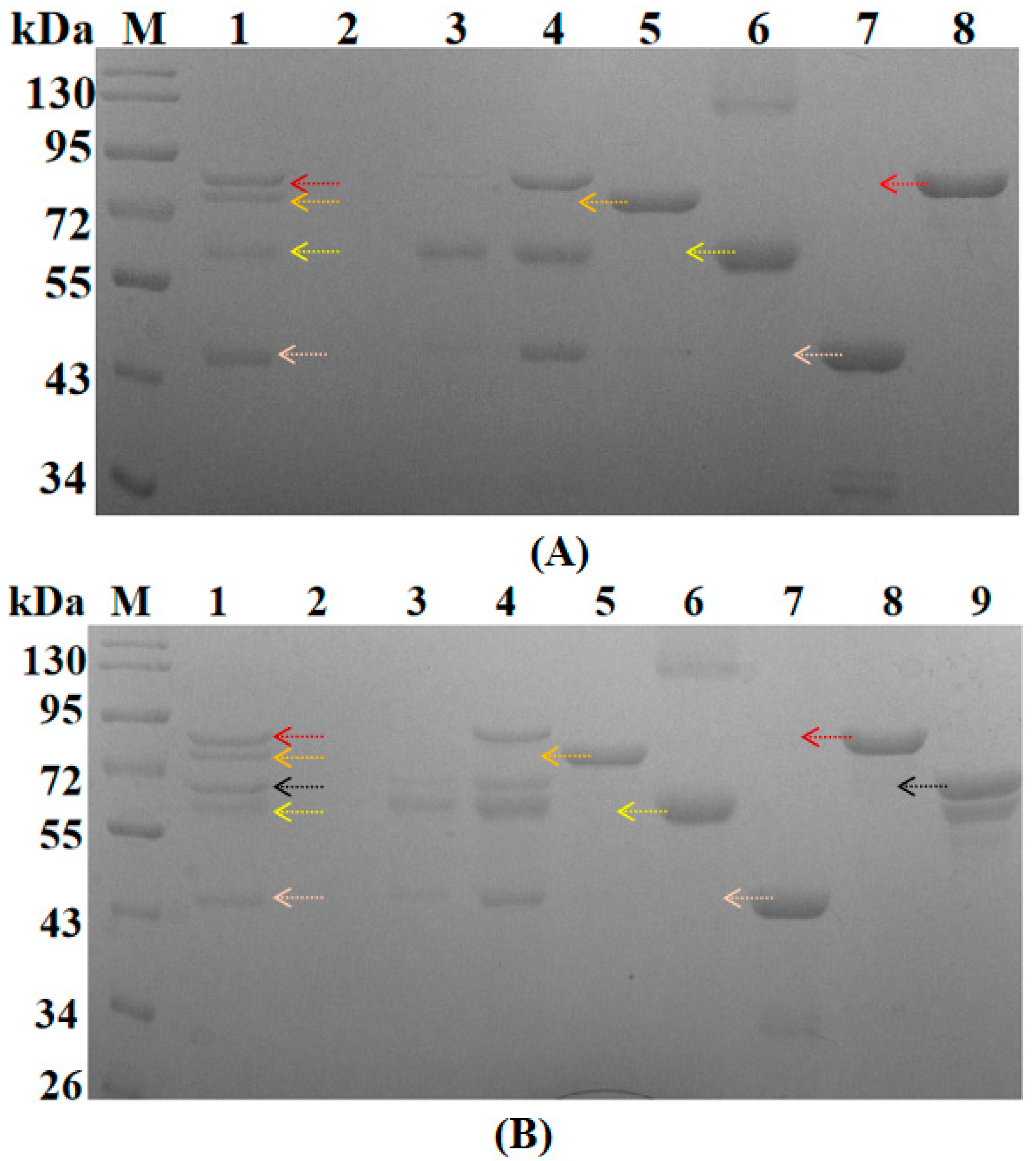 Biomolecules 11 01706 g004