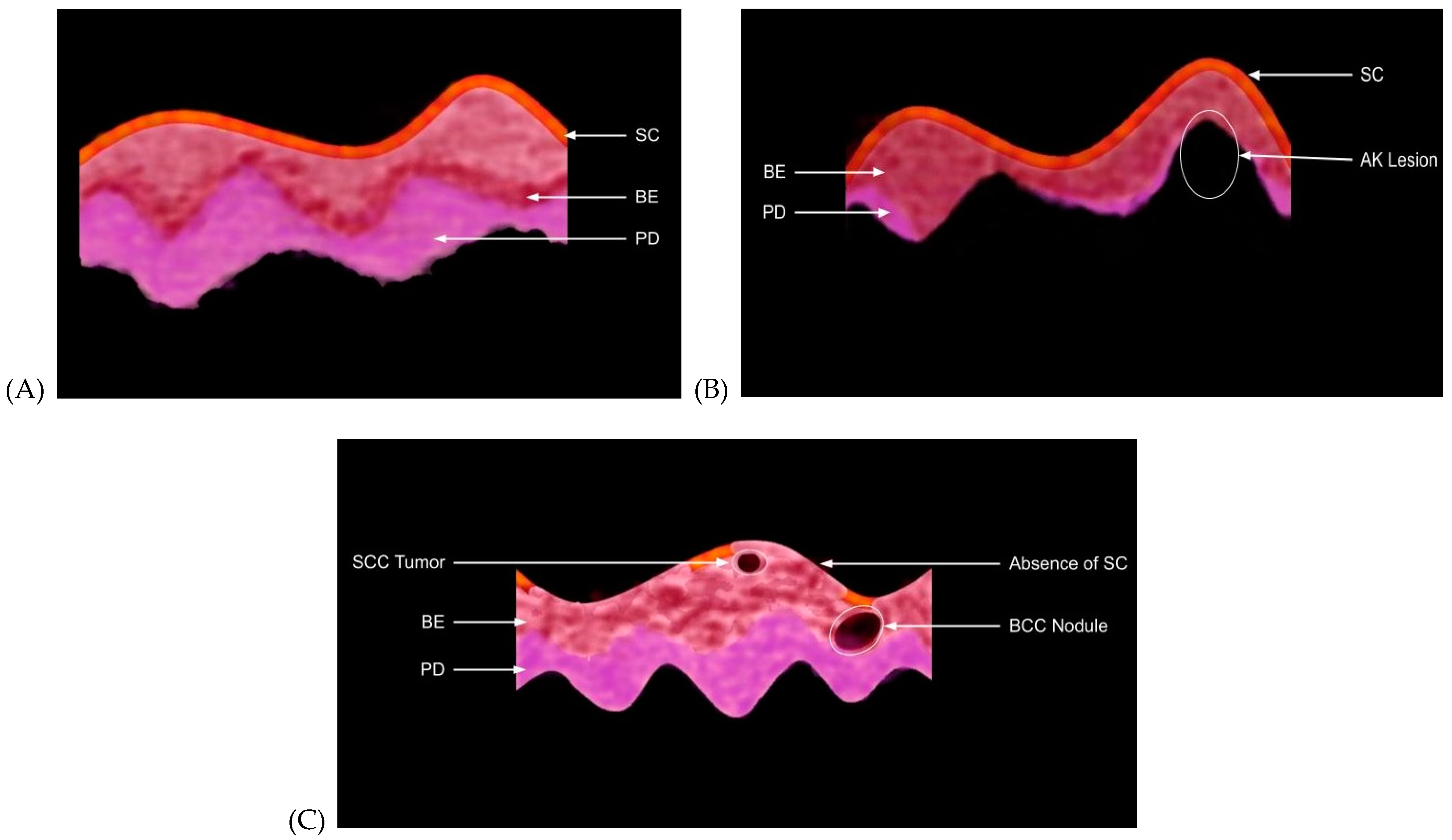 Biomolecules 11 01712 g002